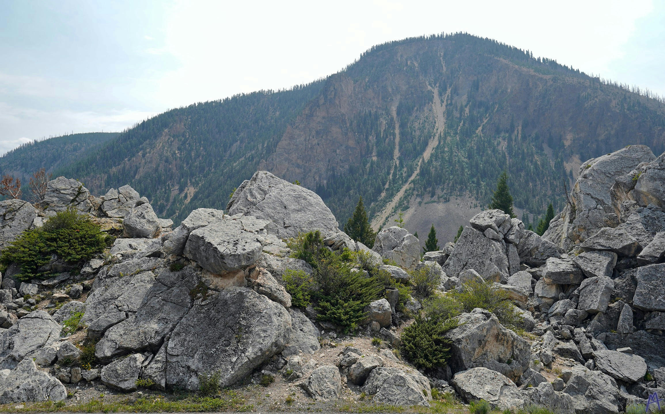 Stones and ferns with mountain in the distance at Yellowstone