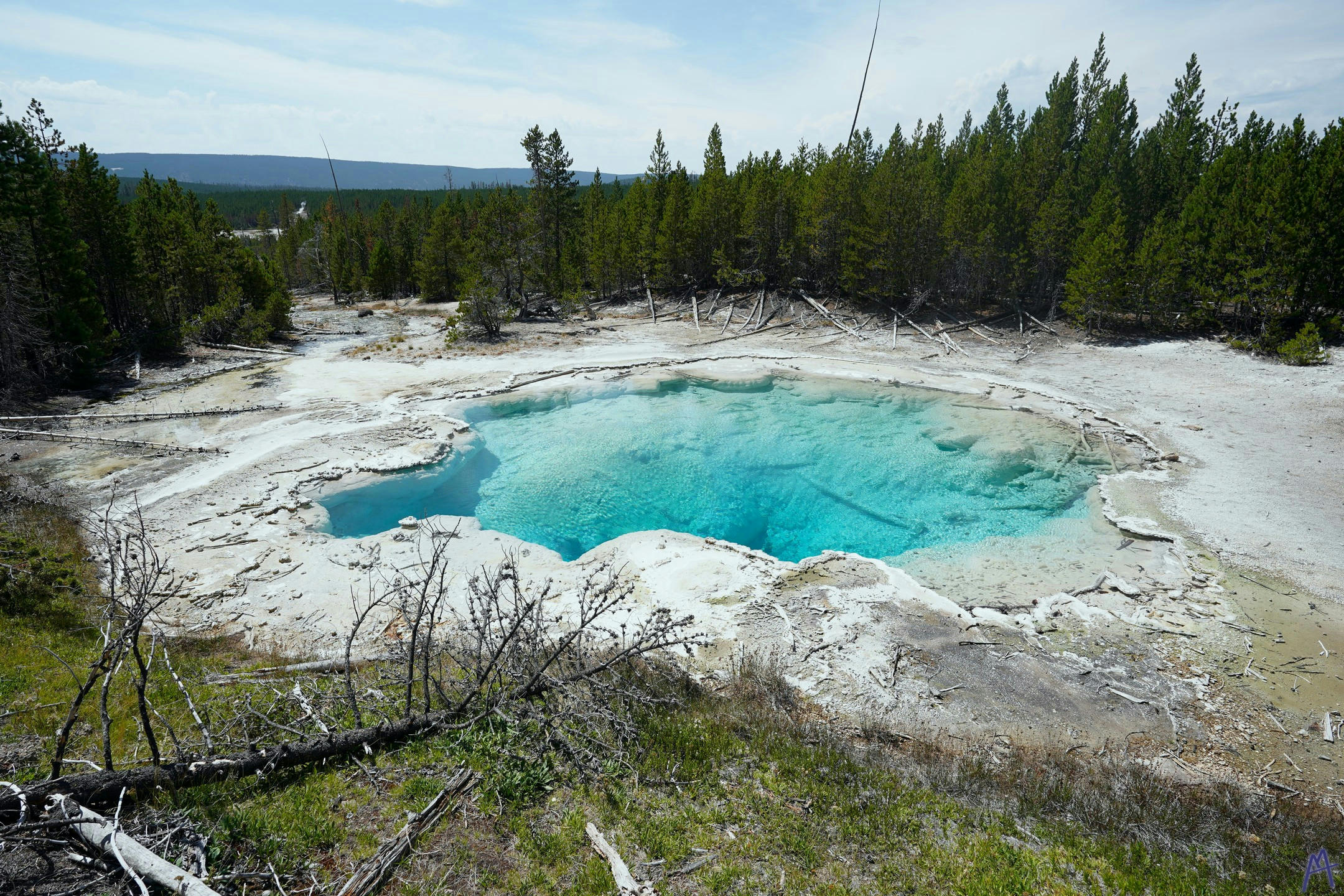 Blue hot spring surrounded by trees at Yellowstone