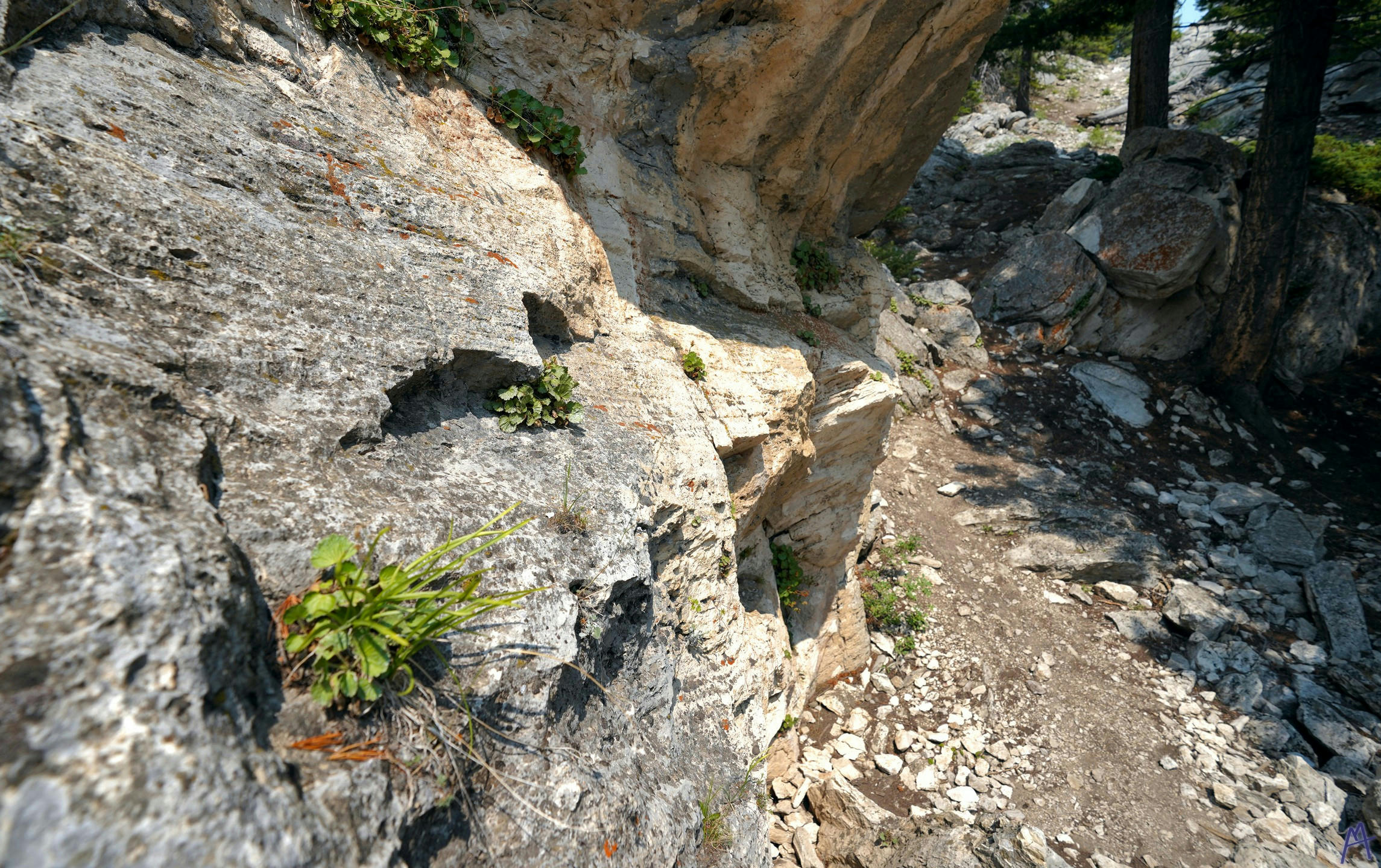 Little tuffs of plants growing on rock at Yellowstone