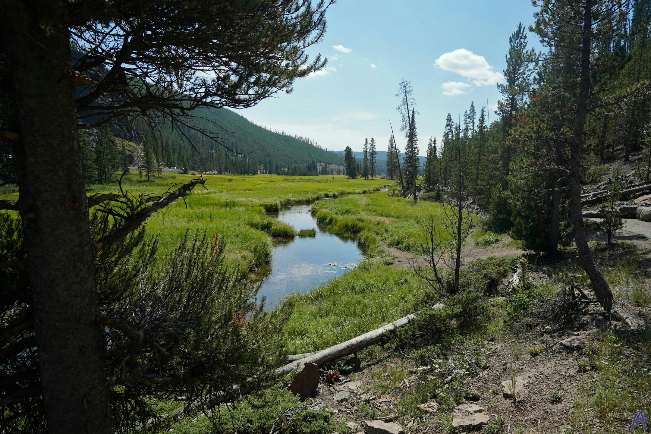 Small river through the marsh through trees at Yellowstone