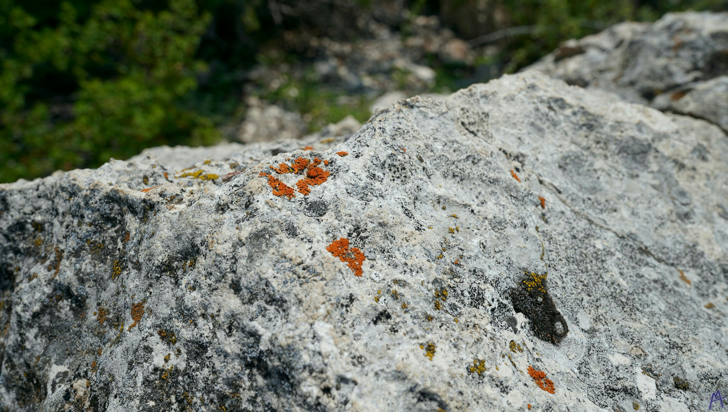 Orange lichen on a rock at Yellowstone