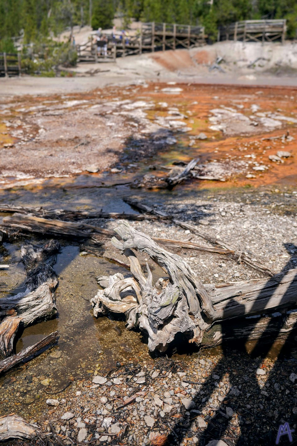 A petrified log near an orange hot spring at Yellowstone