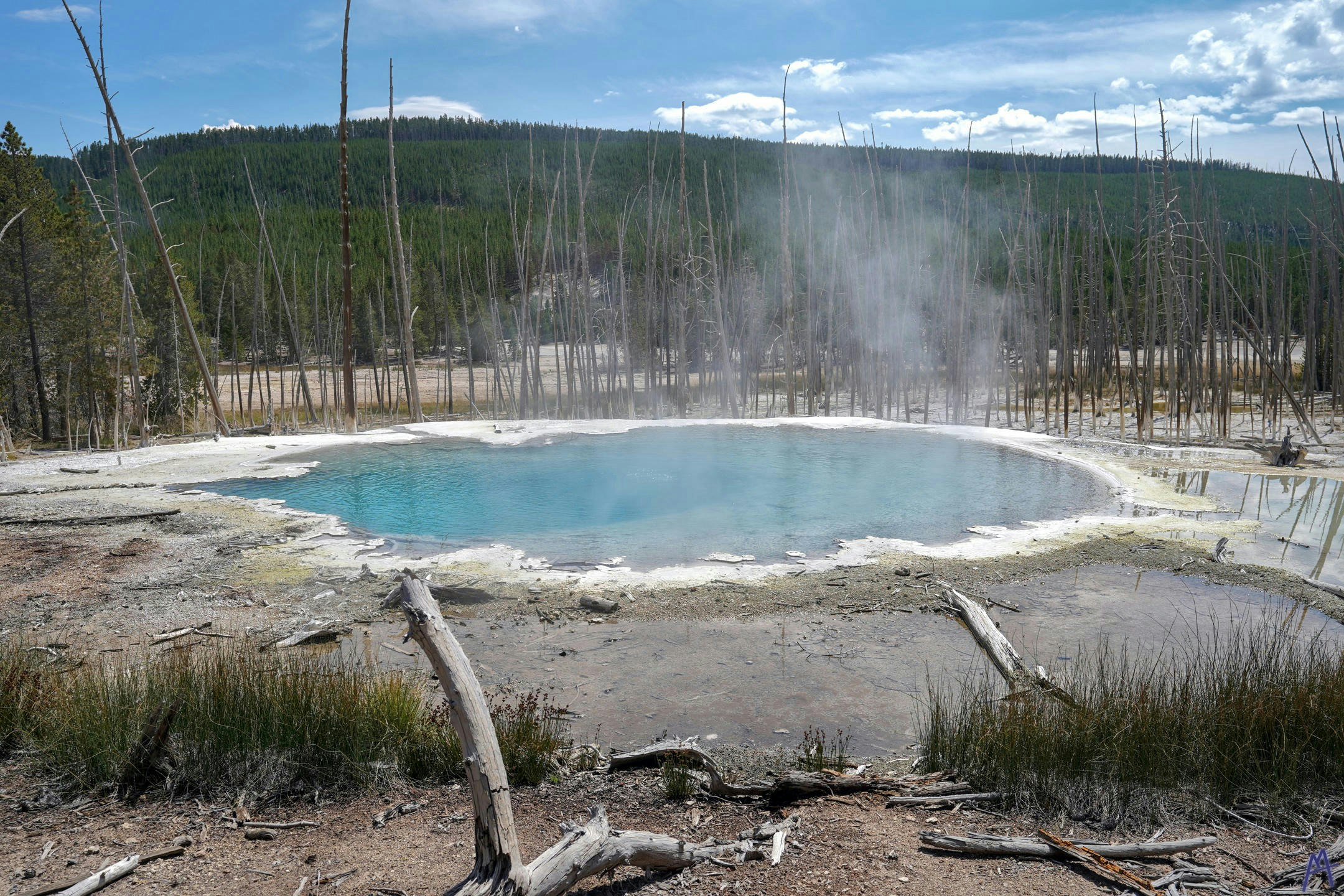 Blue hot spring with steam surrounded by dead trees at Yellowstone