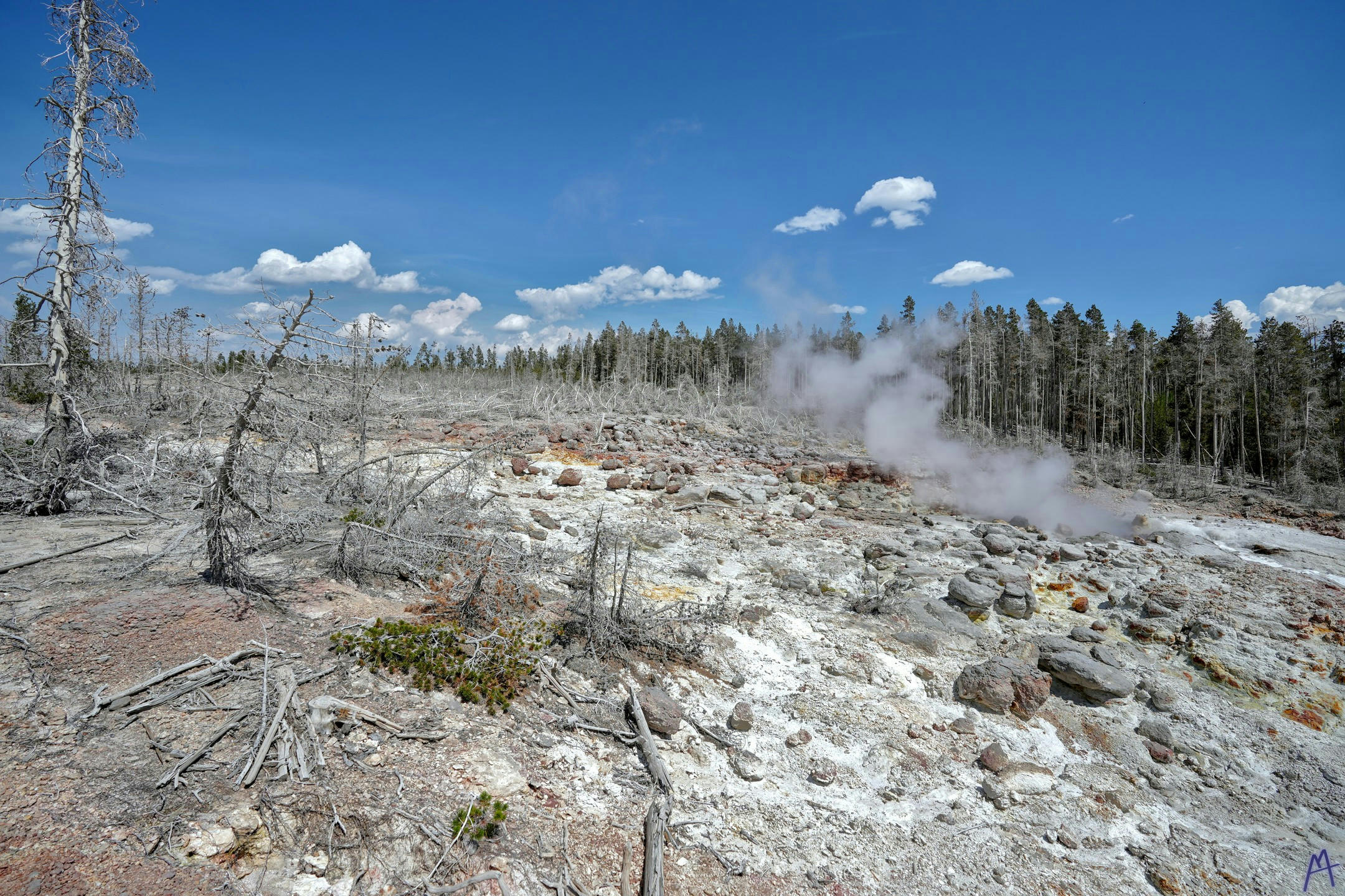 Huge area covered with dead and fallen trees covered in hot spring minerals at Yellowstone