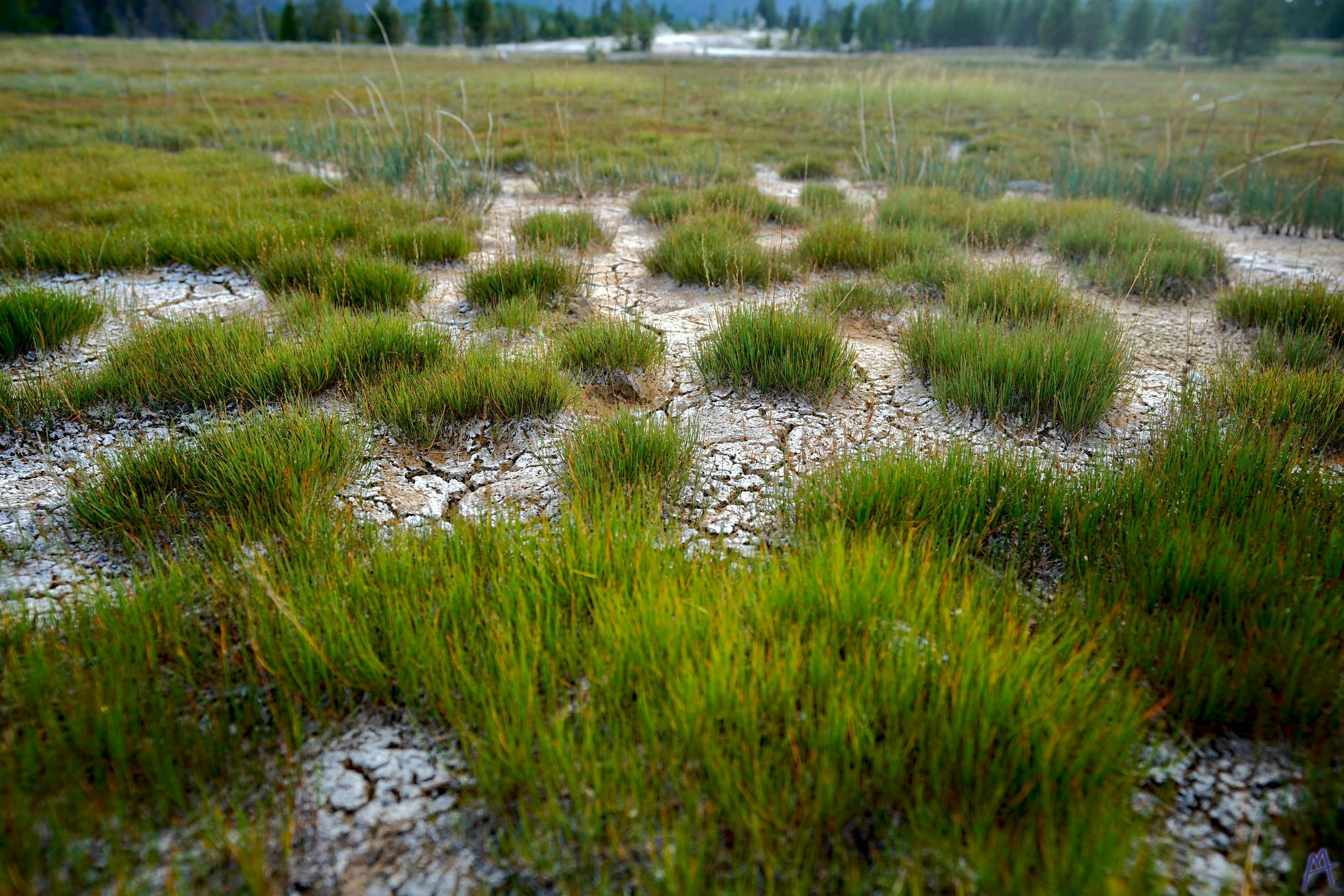 Tuffs of grass on cracked ground at Yellowstone