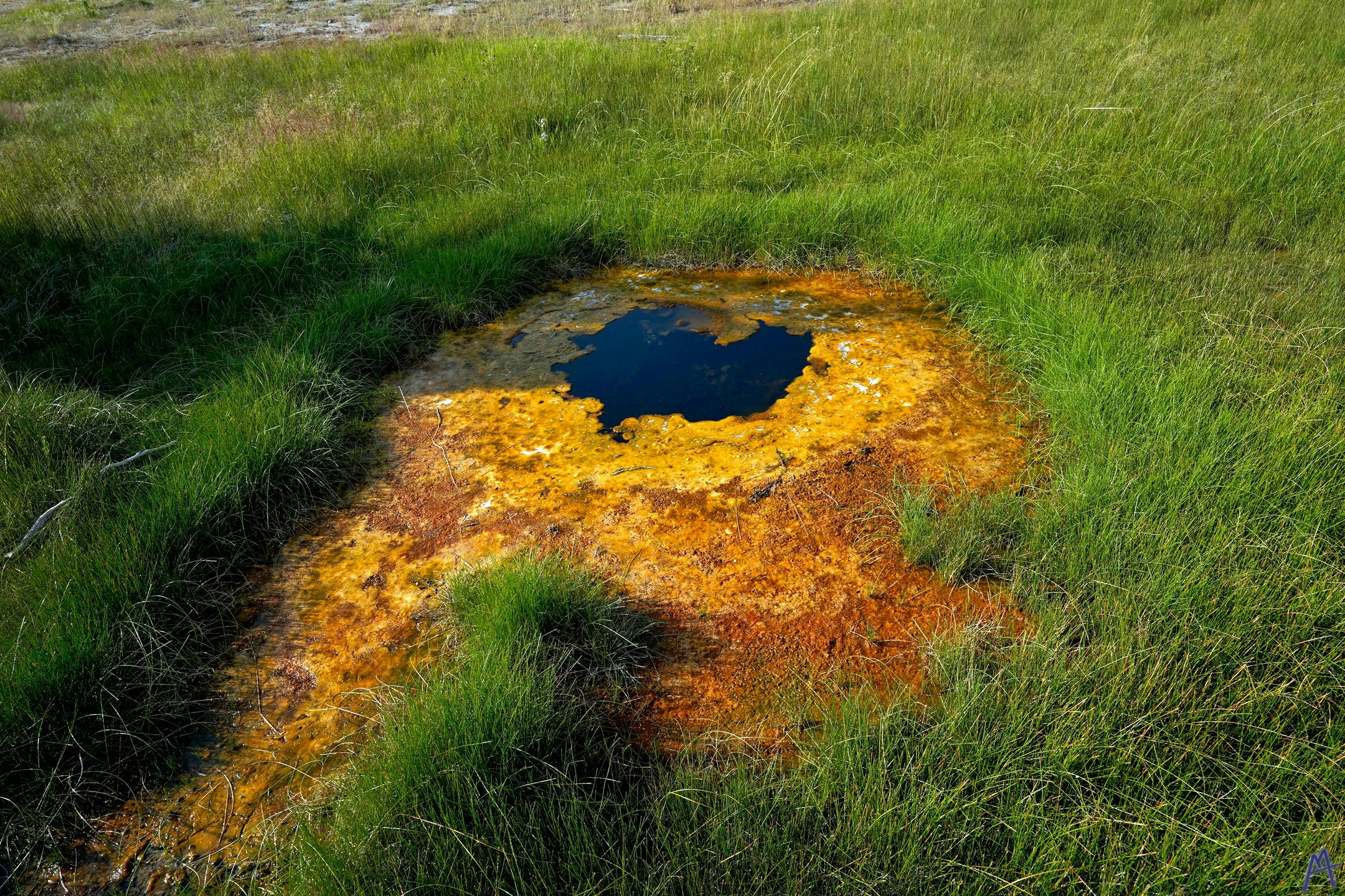 Orange hot spring surrounded by grass at Yellowstone
