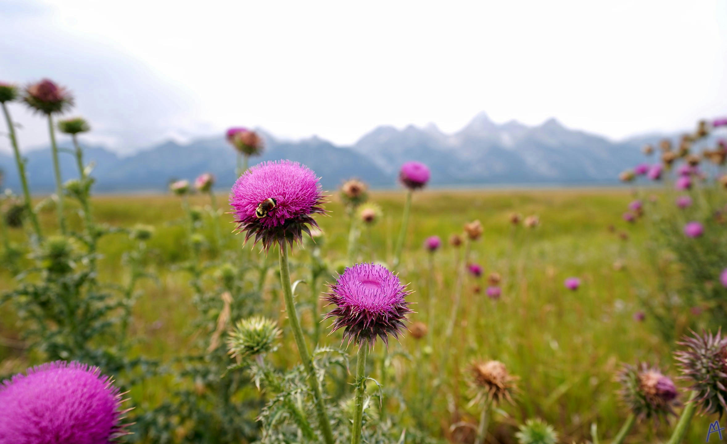 Little bee on a pink flower with mountains in the background at Grand Teton