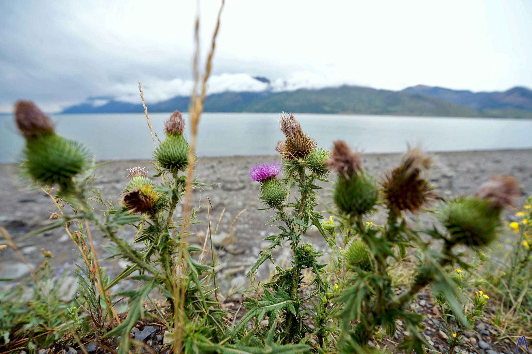 Pink flower among other dead flowers near beach at Grand Teton