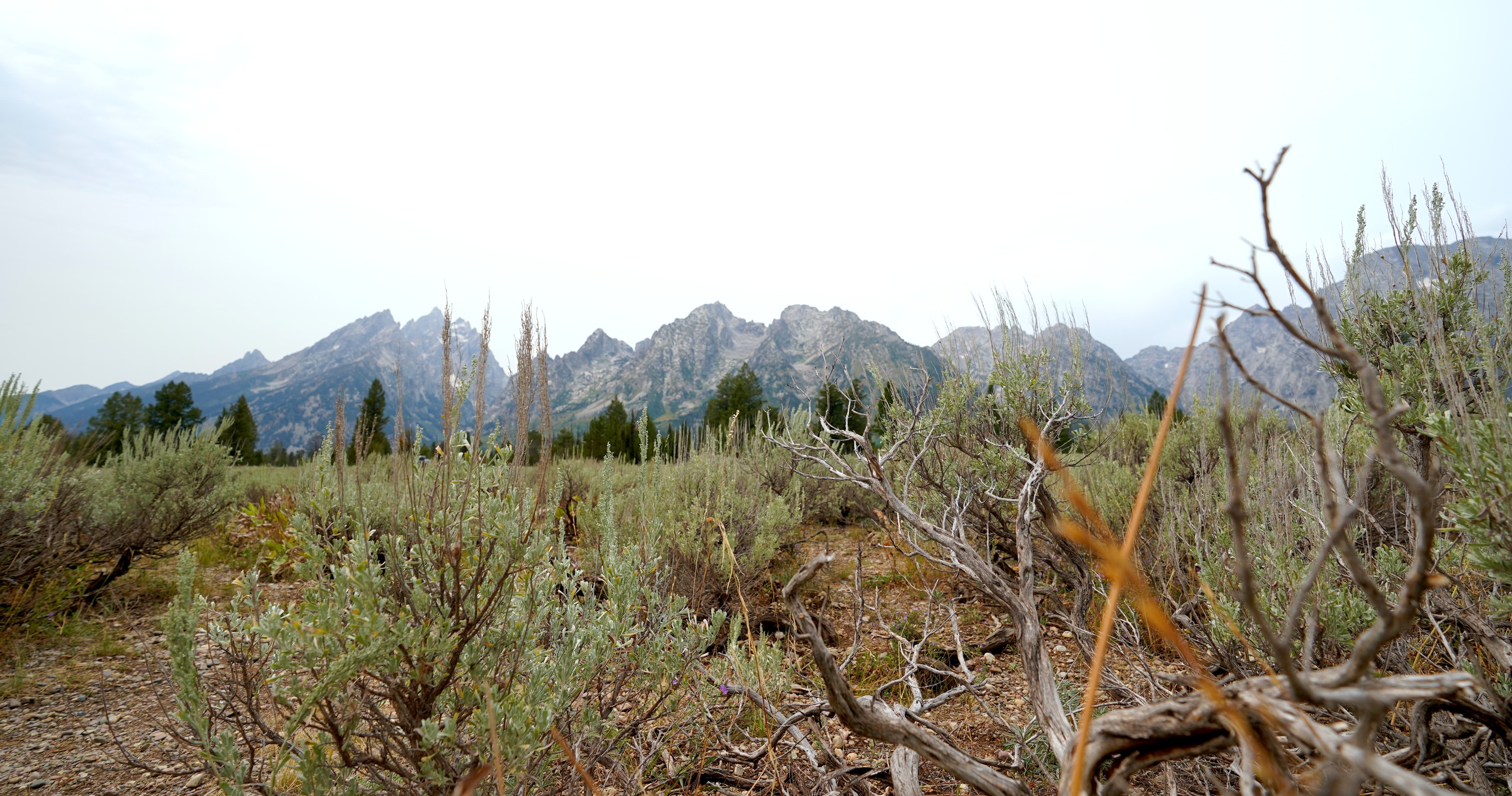 A dried branch on the ground with the mountains at Grand Teton