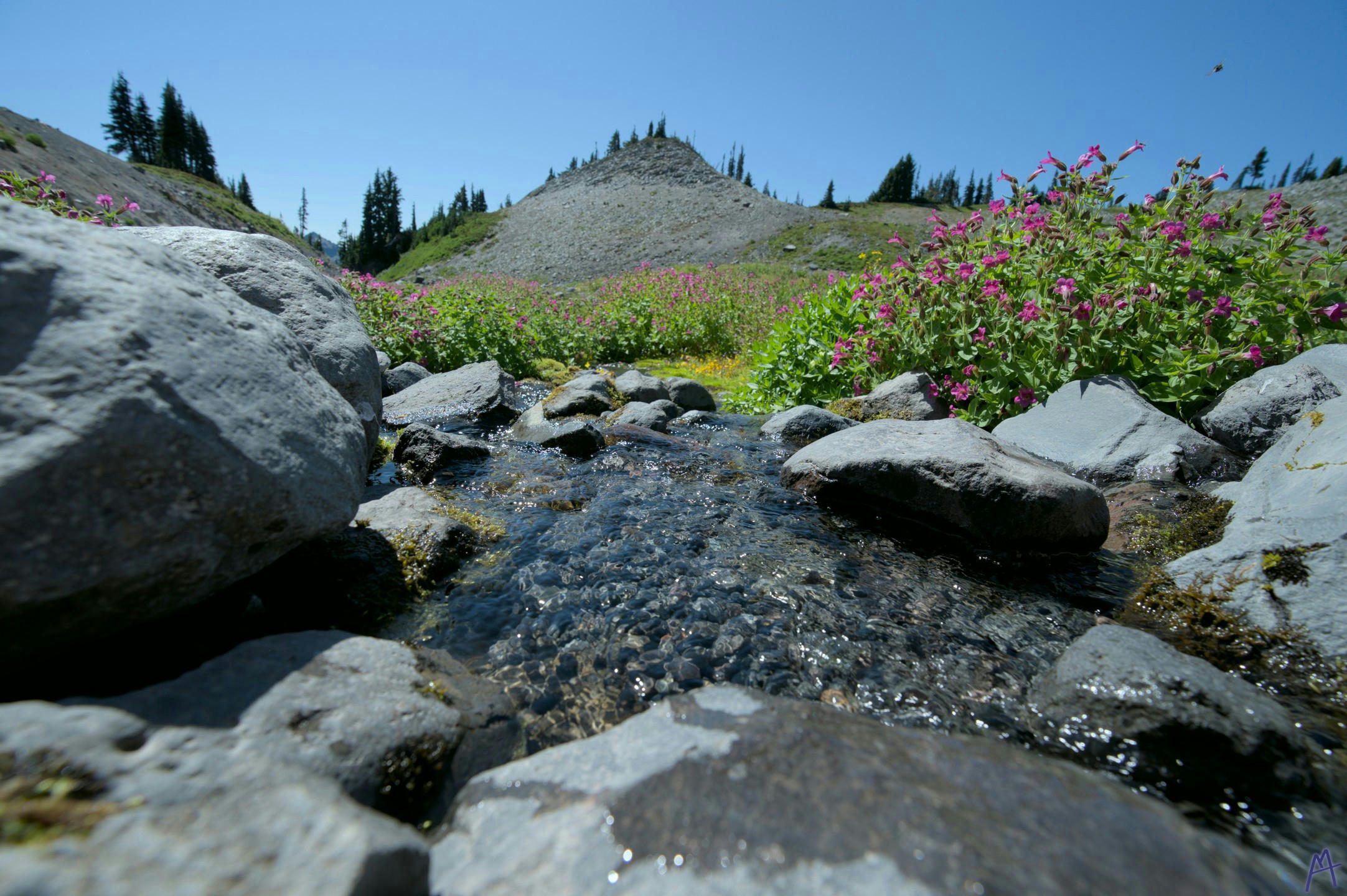 Small pond surrounded by rocks an flowers at Rainier
