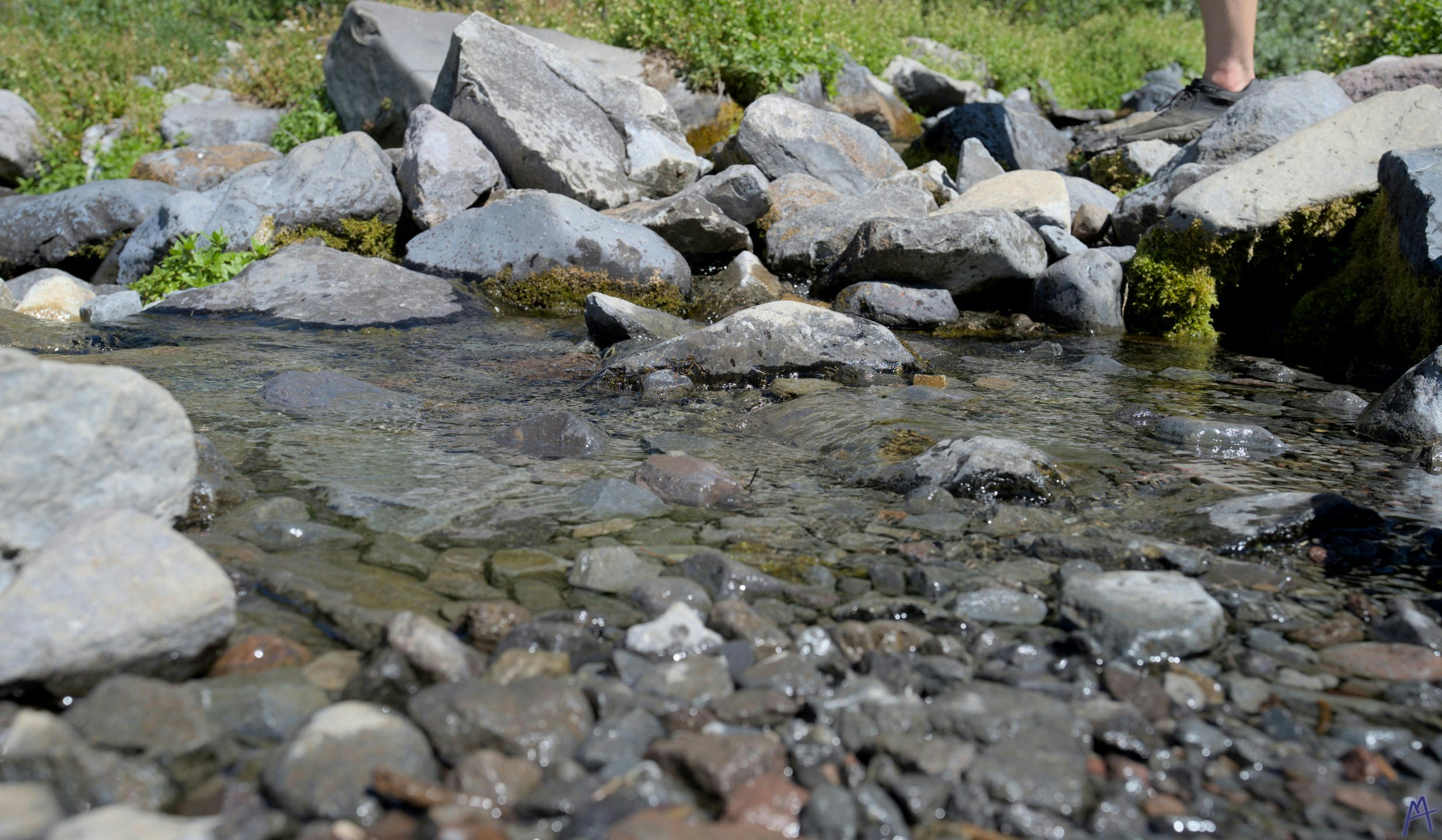 Stream with running water and stones at Rainier