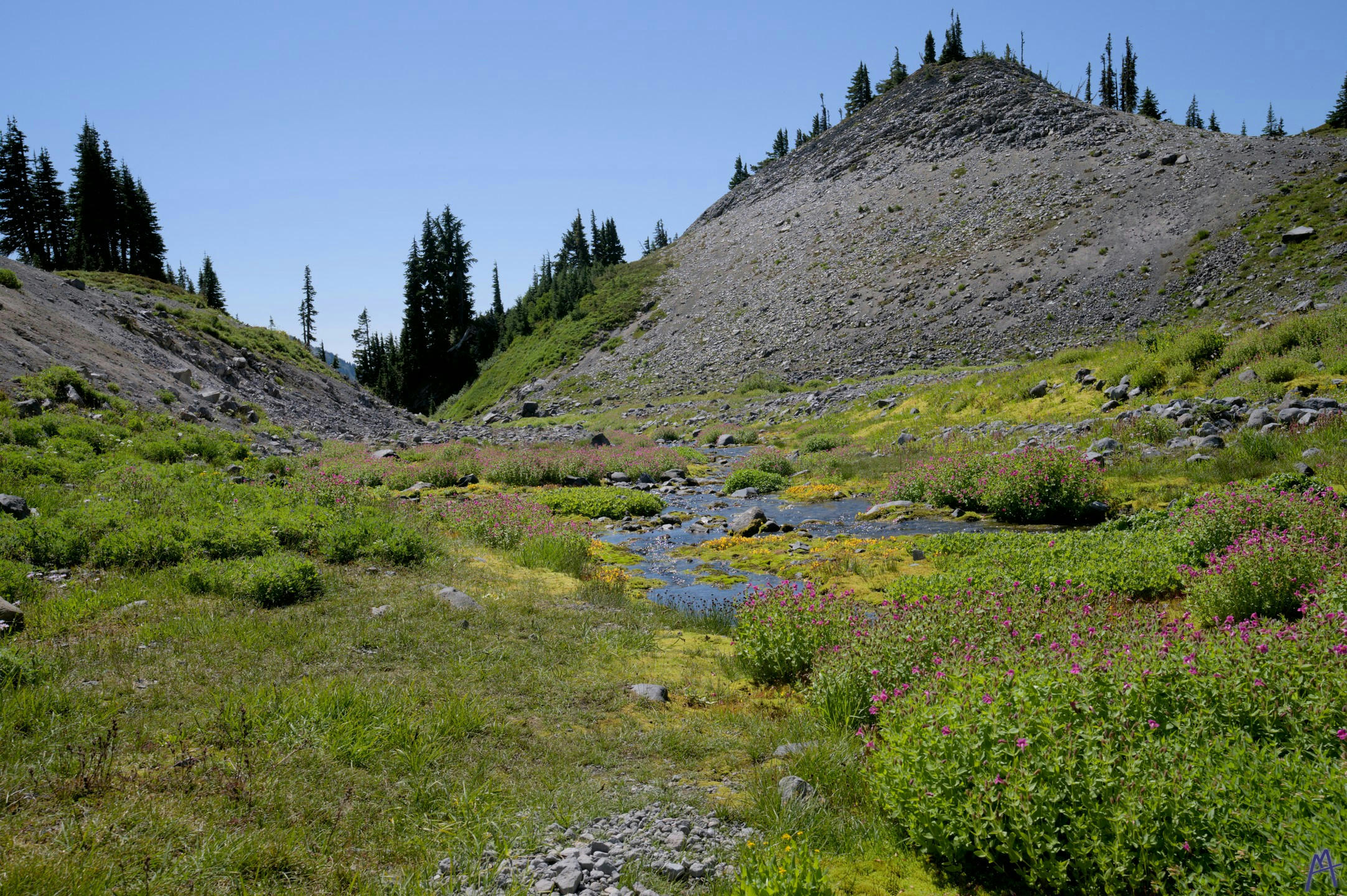 Little stream between two hills with wild flowers at Rainier