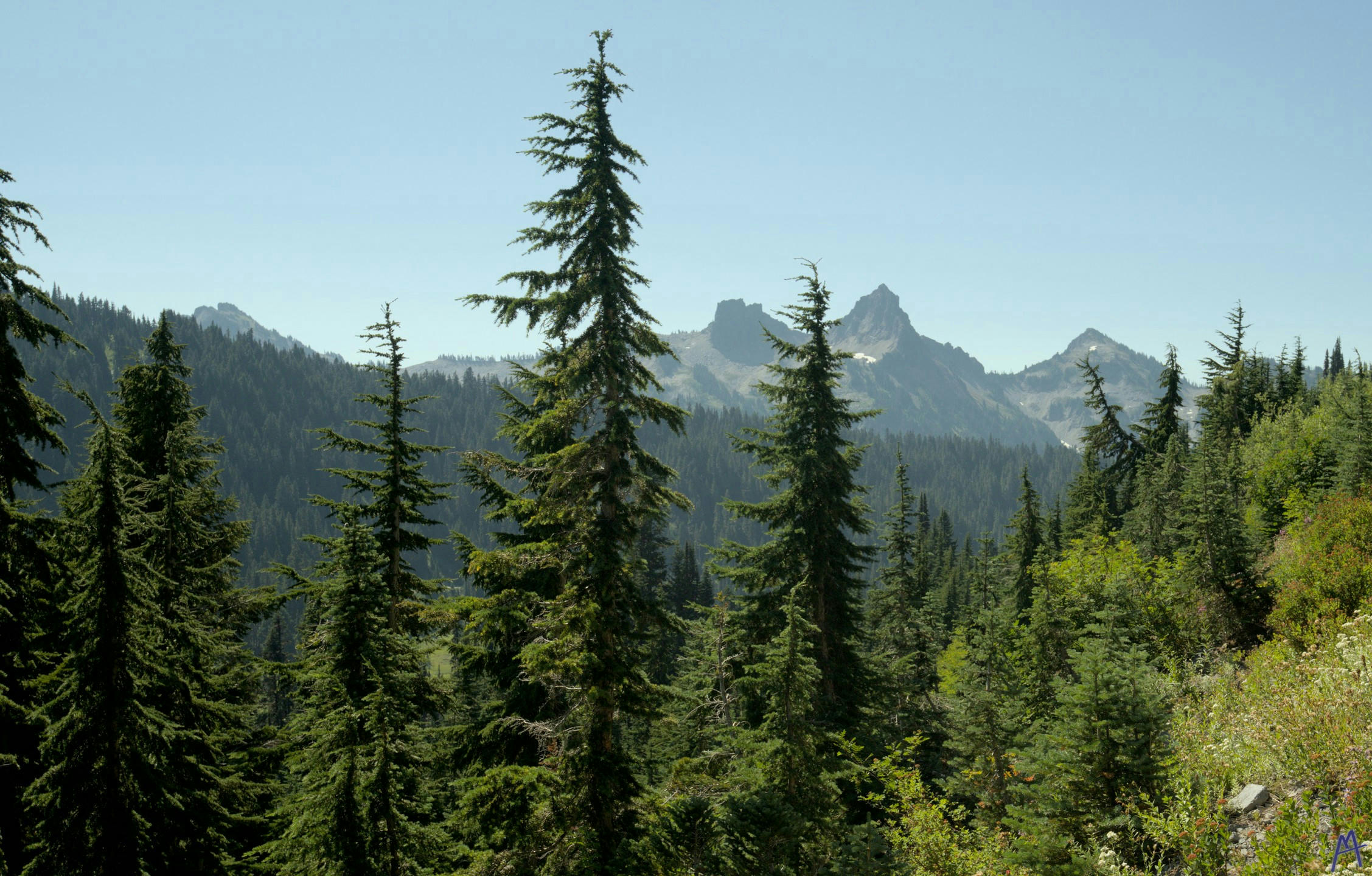 Green trees with mountains in the background at Rainier