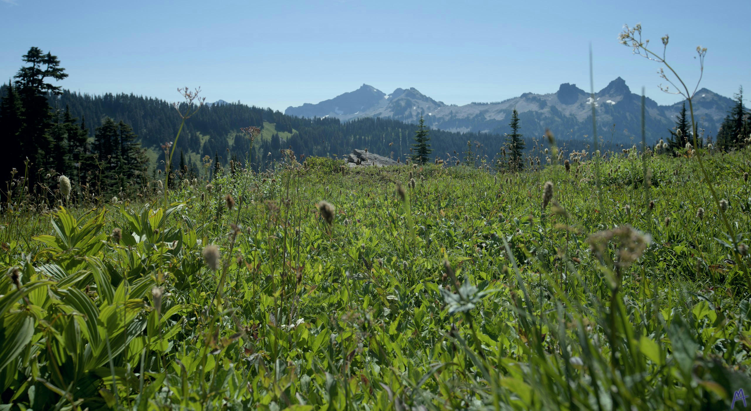 Field of brown wildflowers with mountains in the background at Rainier