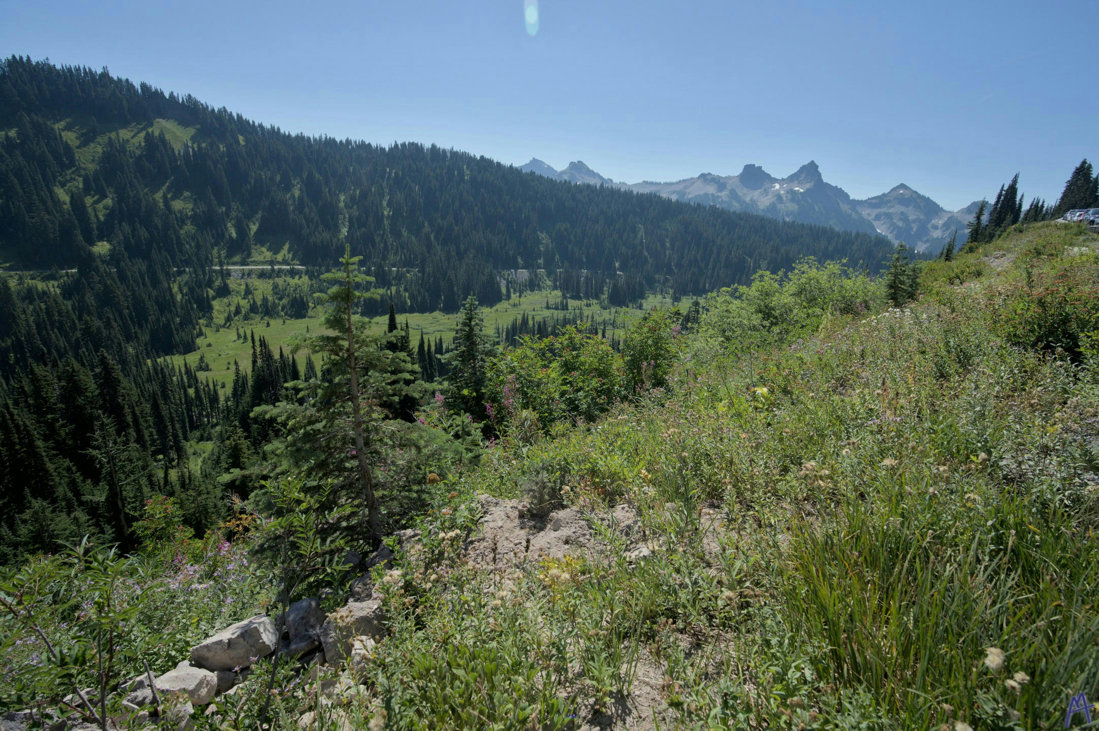 A small tree growing near an edge at Rainier