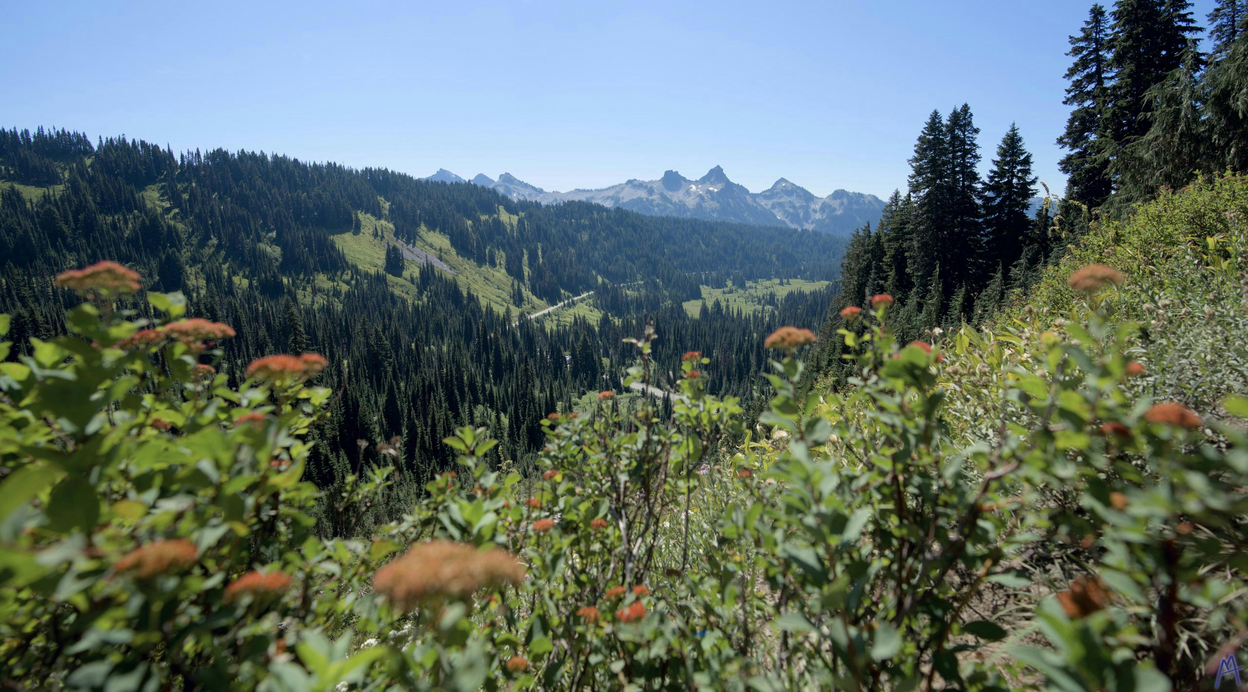 Wild flowers over a valley at Rainier