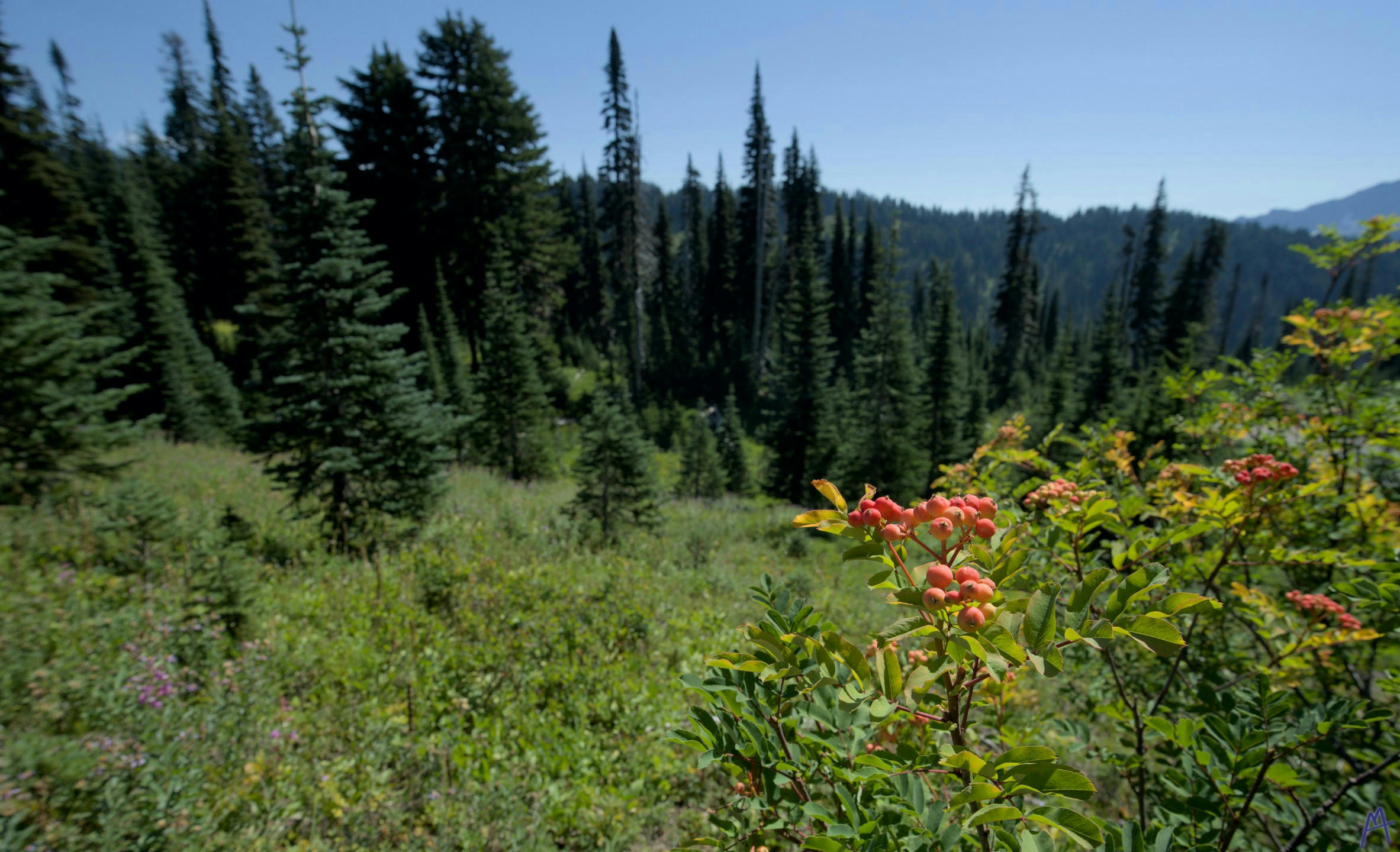 A red berry with many green trees at Rainier