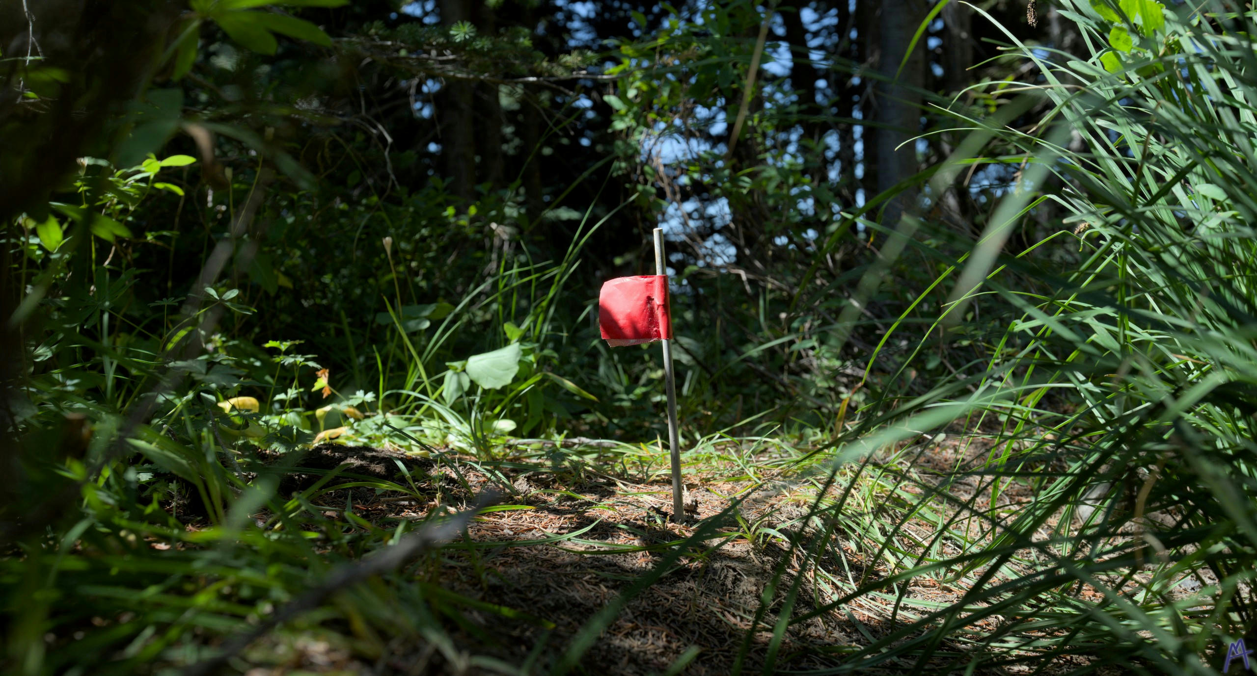 A little red flag in the brush at Rainier