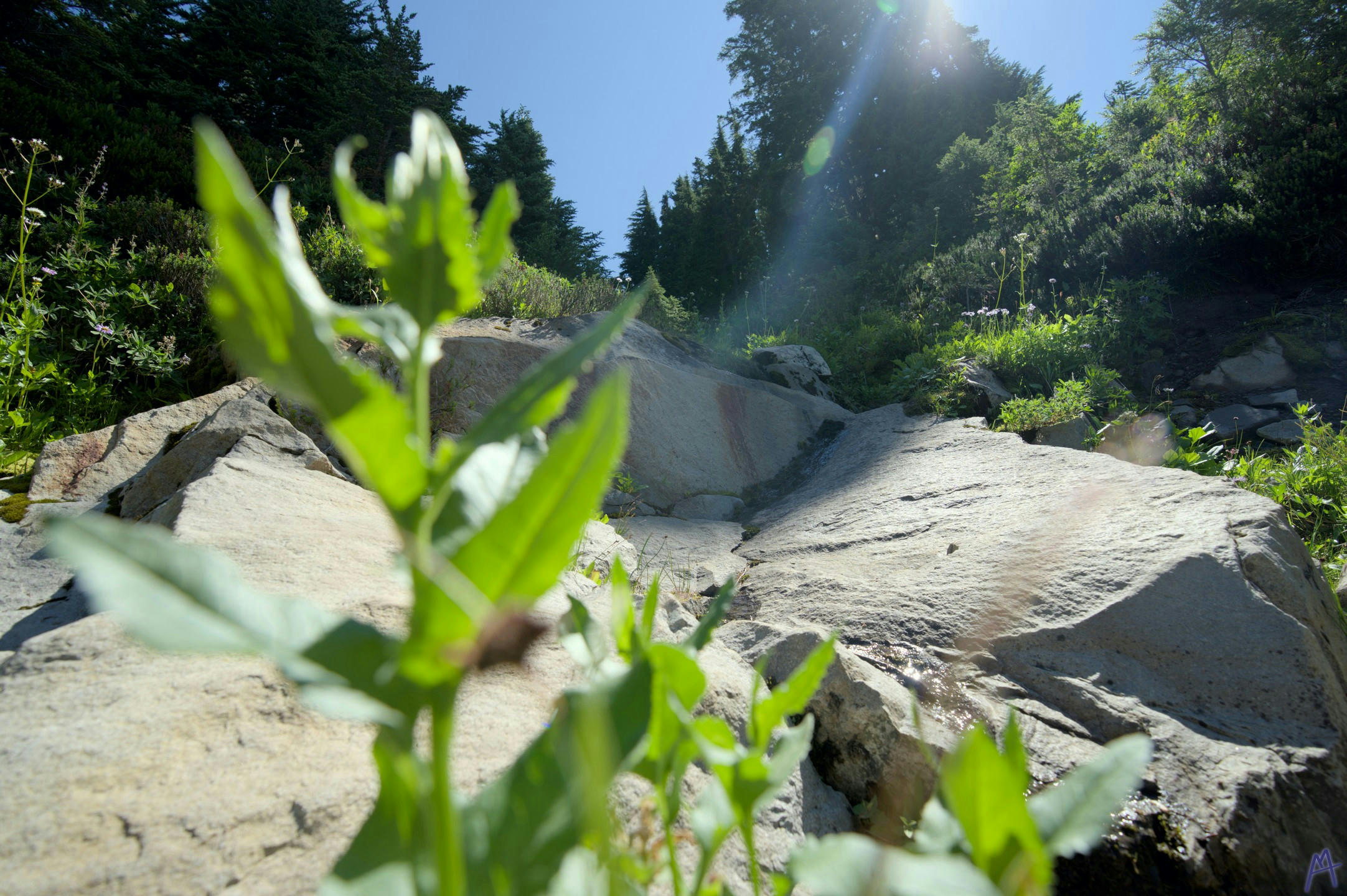 A small growing plant near a rock with the sun shining on it at Rainier