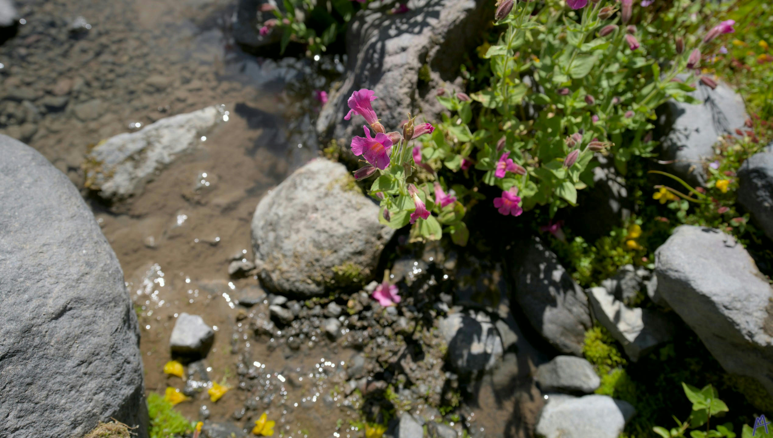 Pink flowers over the creek at Rainier