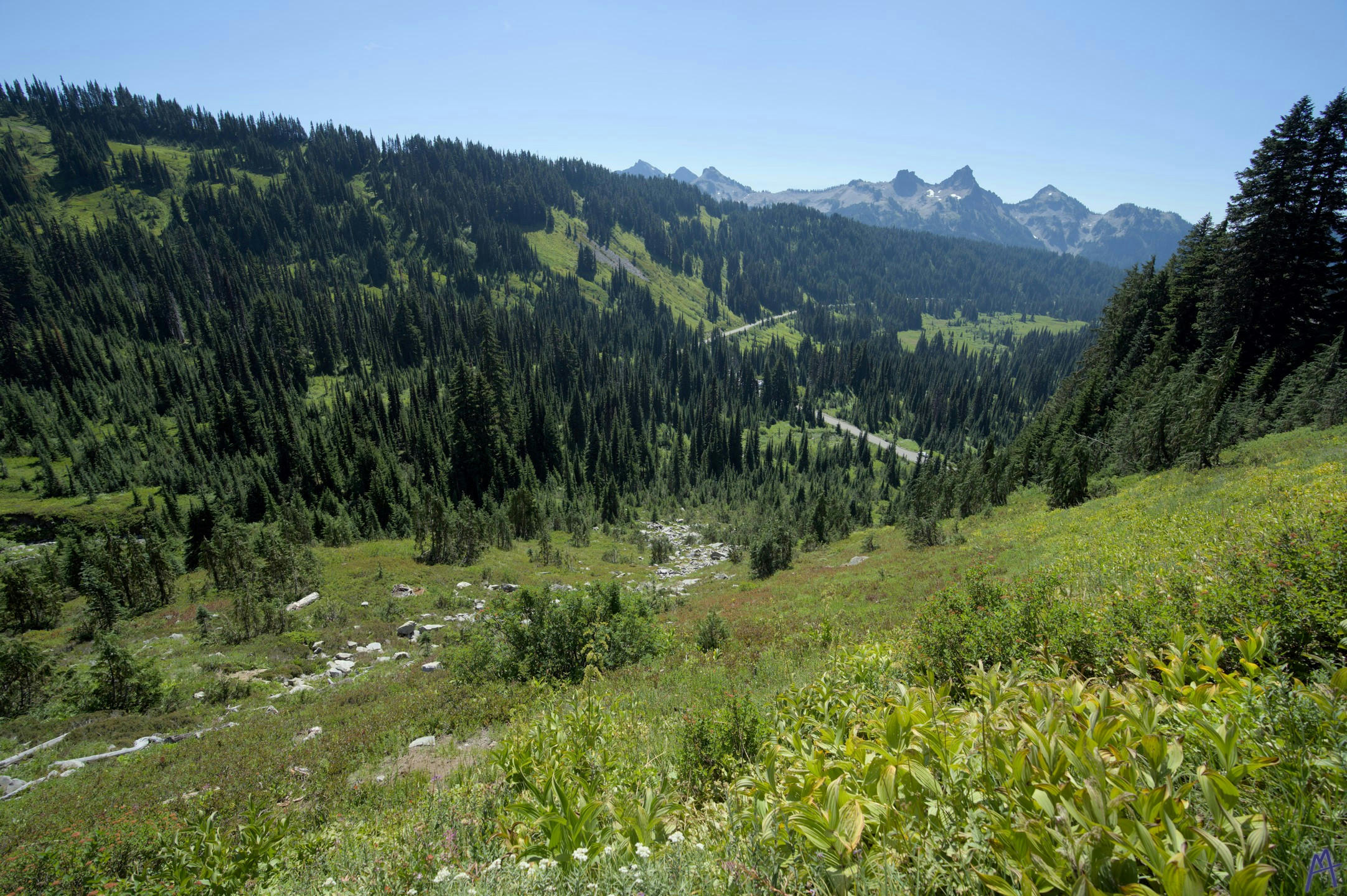 Green valley with many trees at Rainier