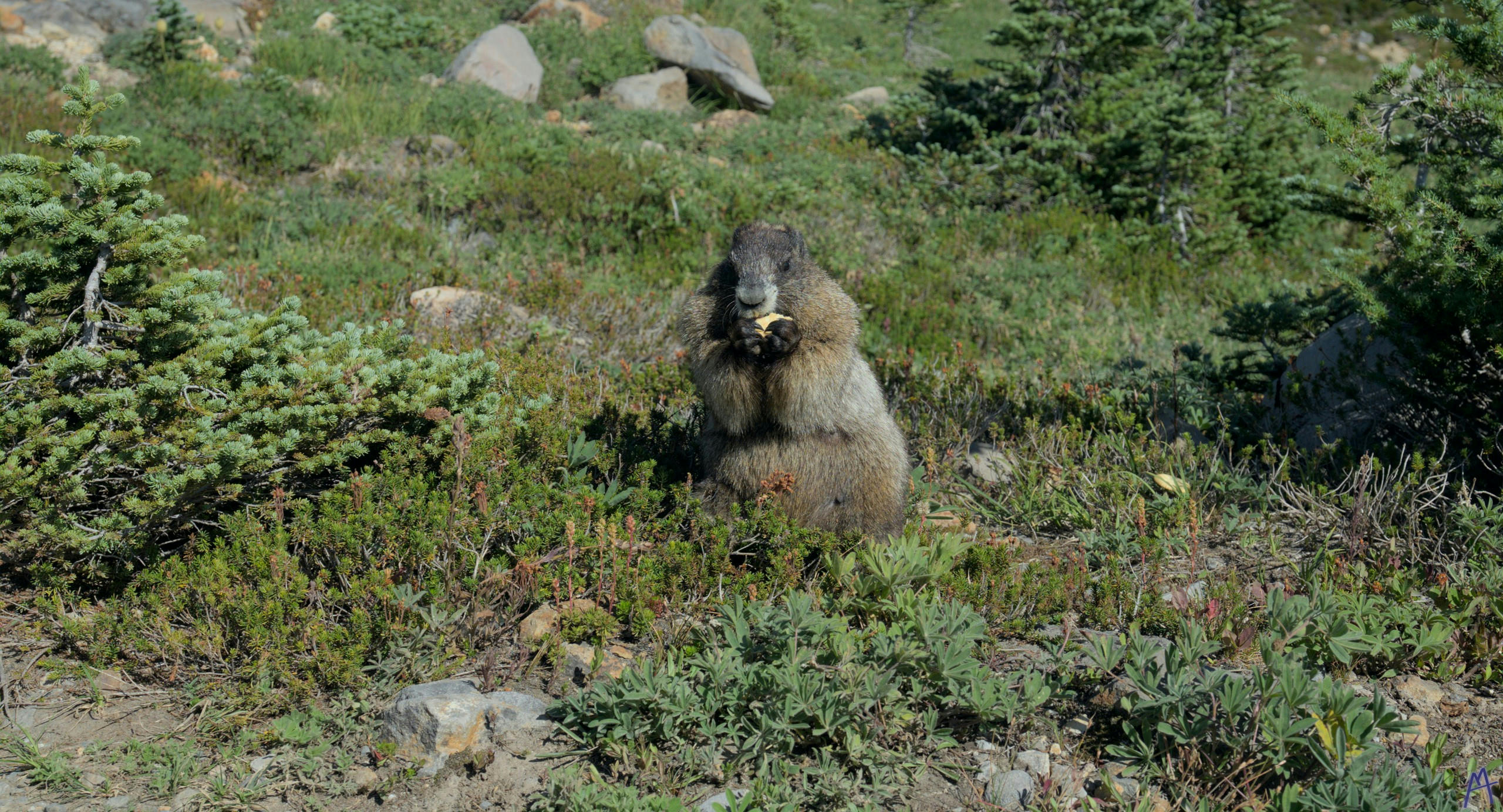 A round mammal eating by the path at Rainier