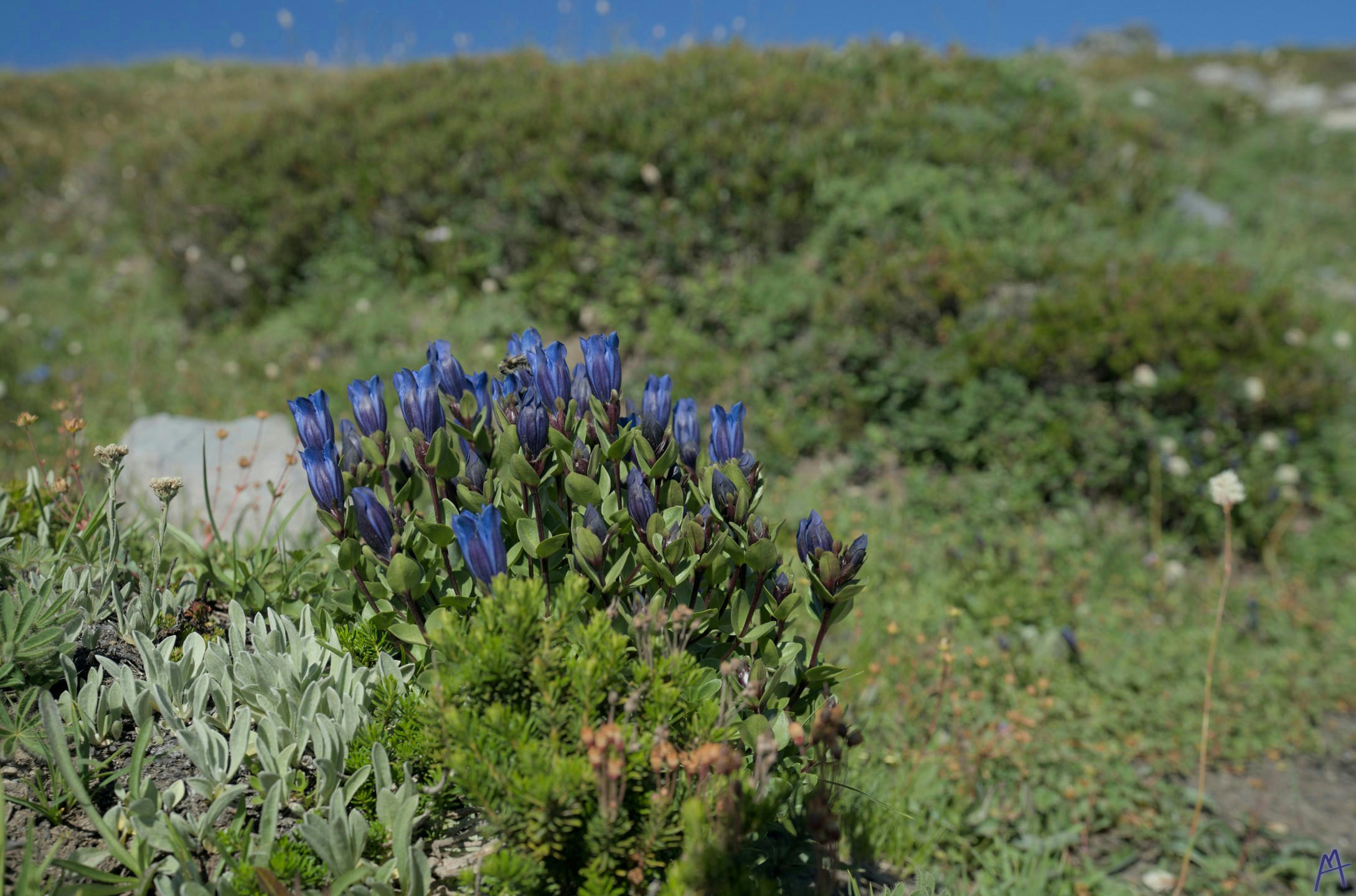 Blue flowers on a little rock at Rainier