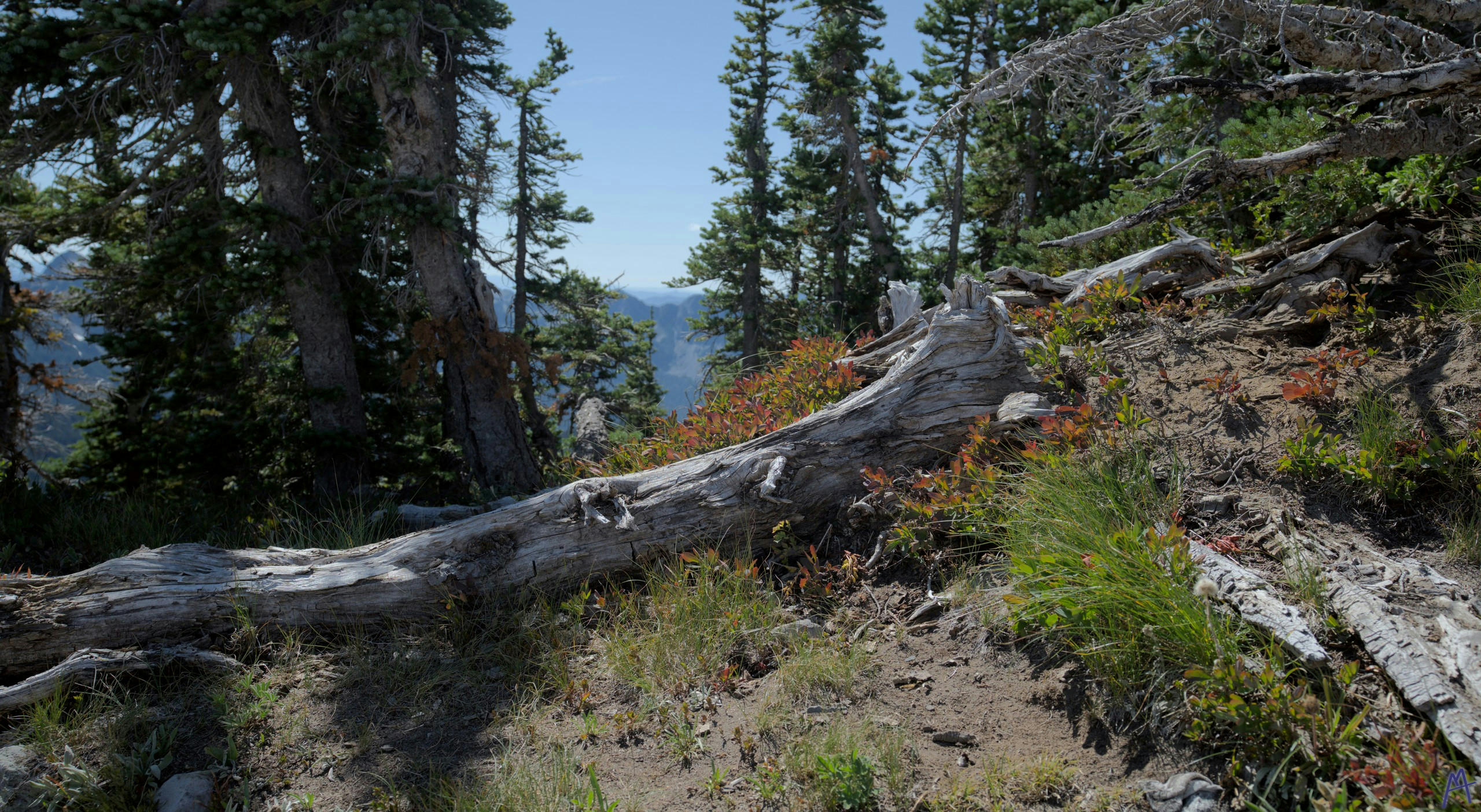 Log fallen near outlook and red flowers at Rainier