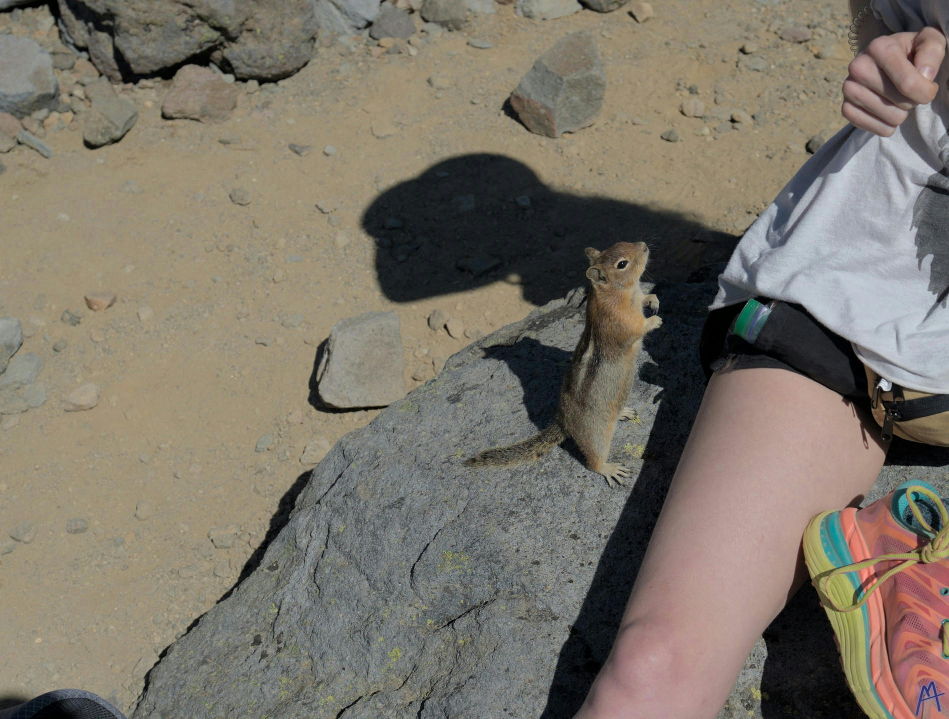 Small mammal on rock begging for food at Rainier