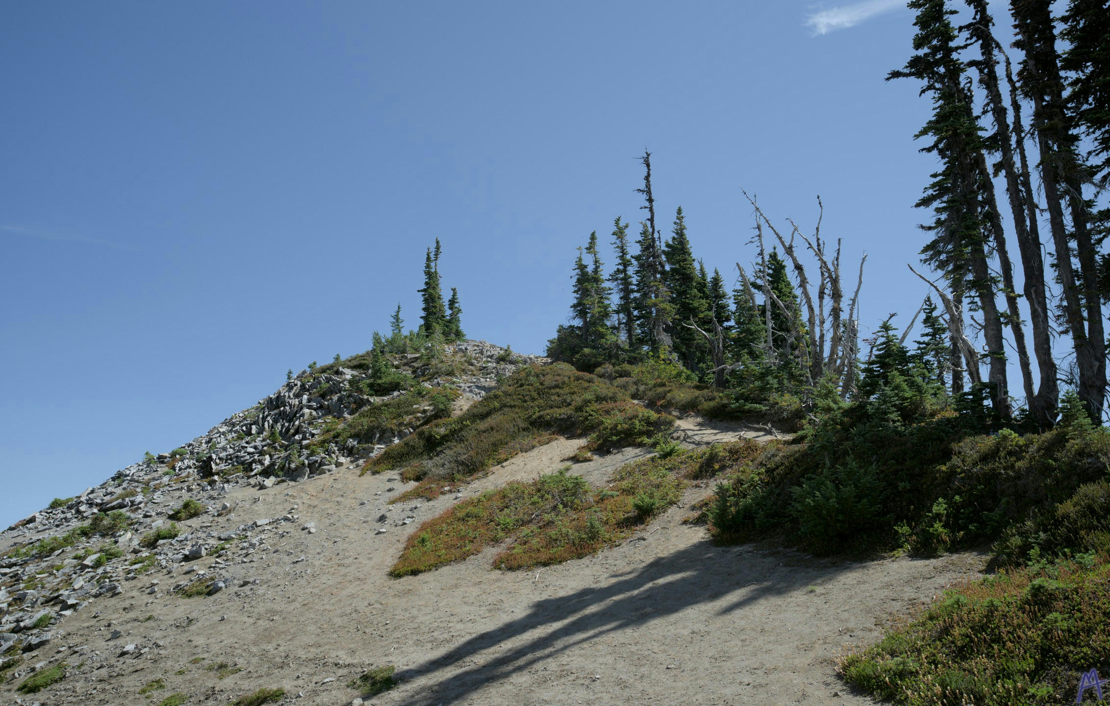 Big hill with a few solitary trees at Rainier