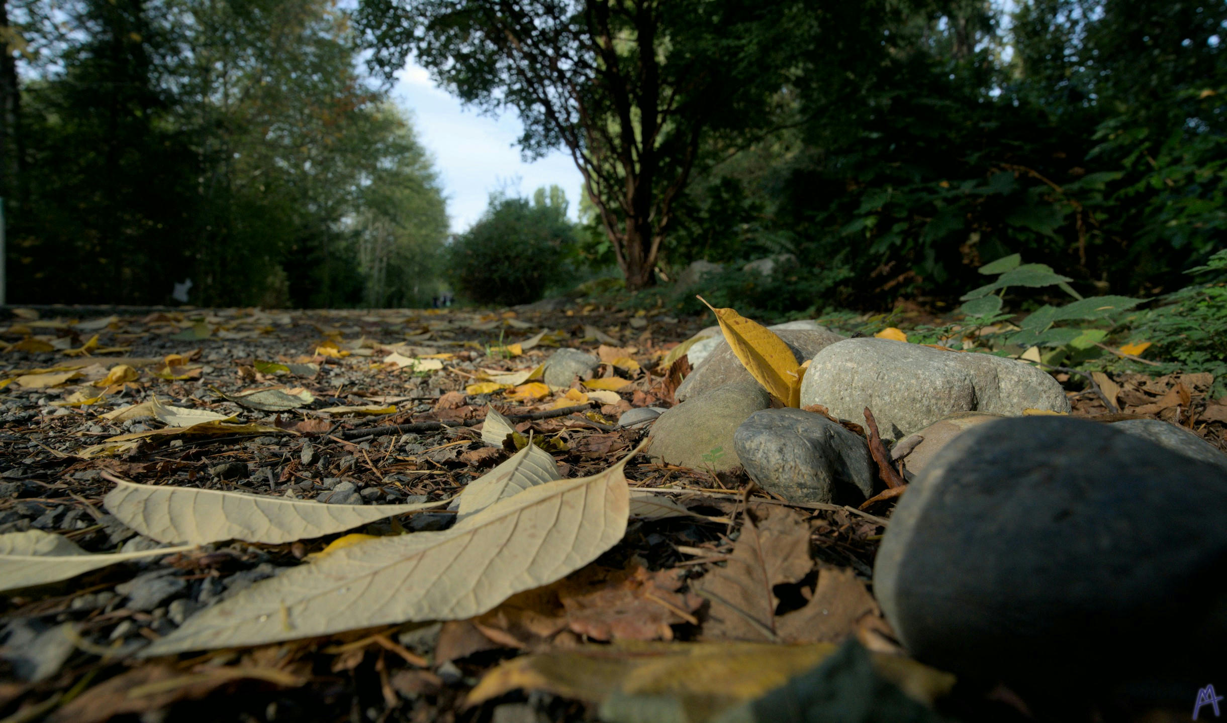 Many yellow and brown leaves with a few stones near a gate