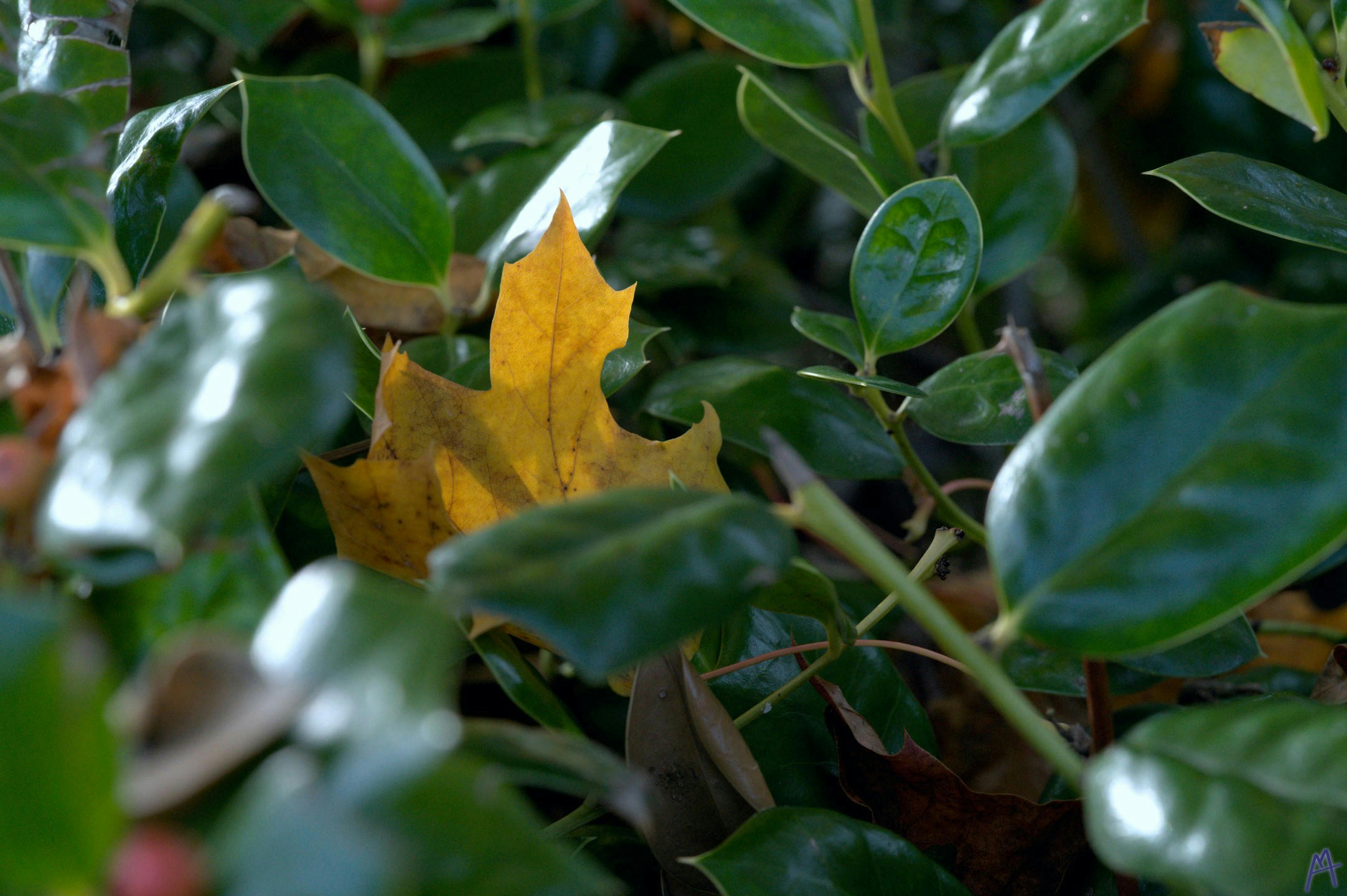 Yellow leaf in a bush