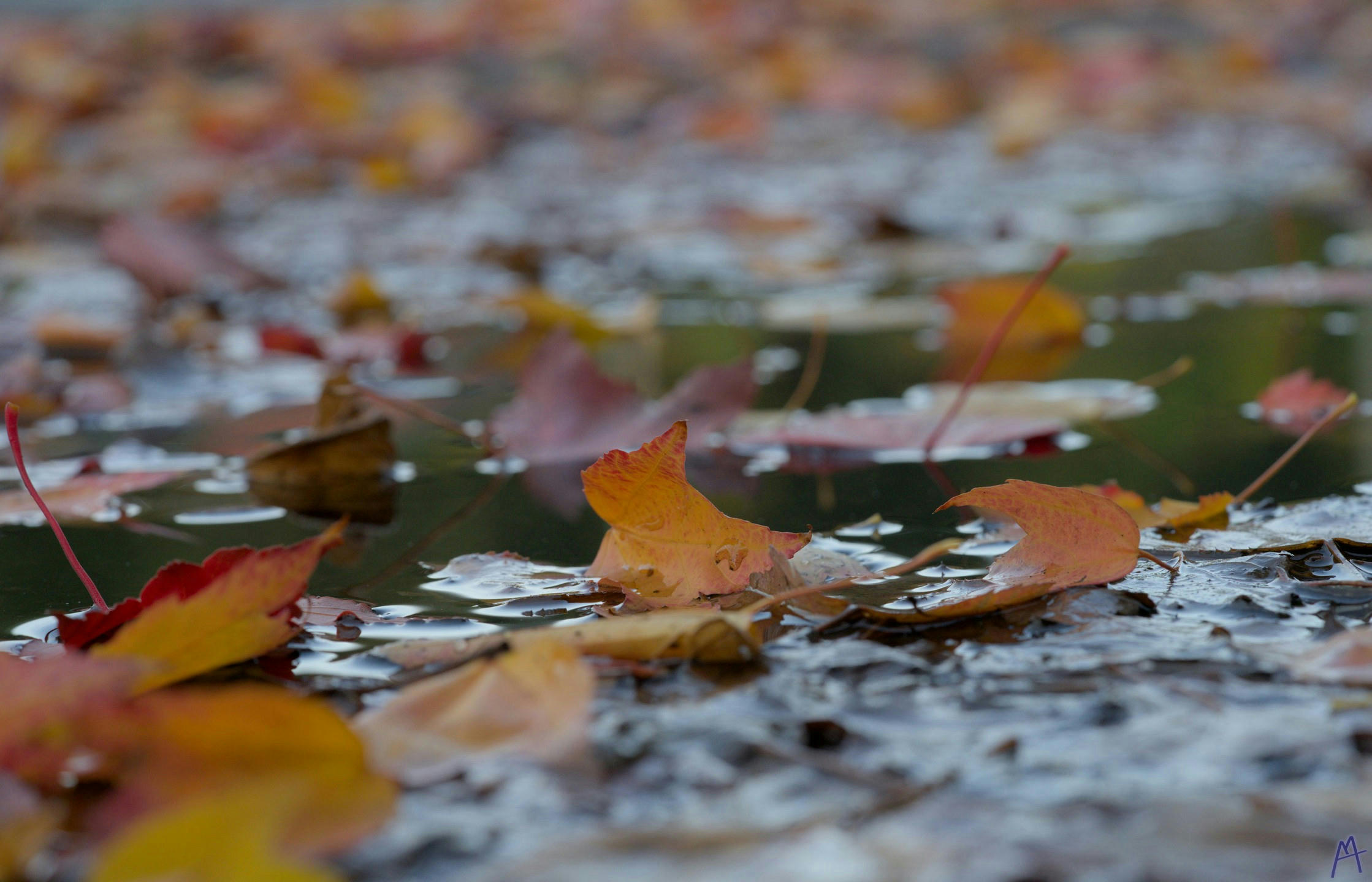 Dead orange leaves in a shallow pool