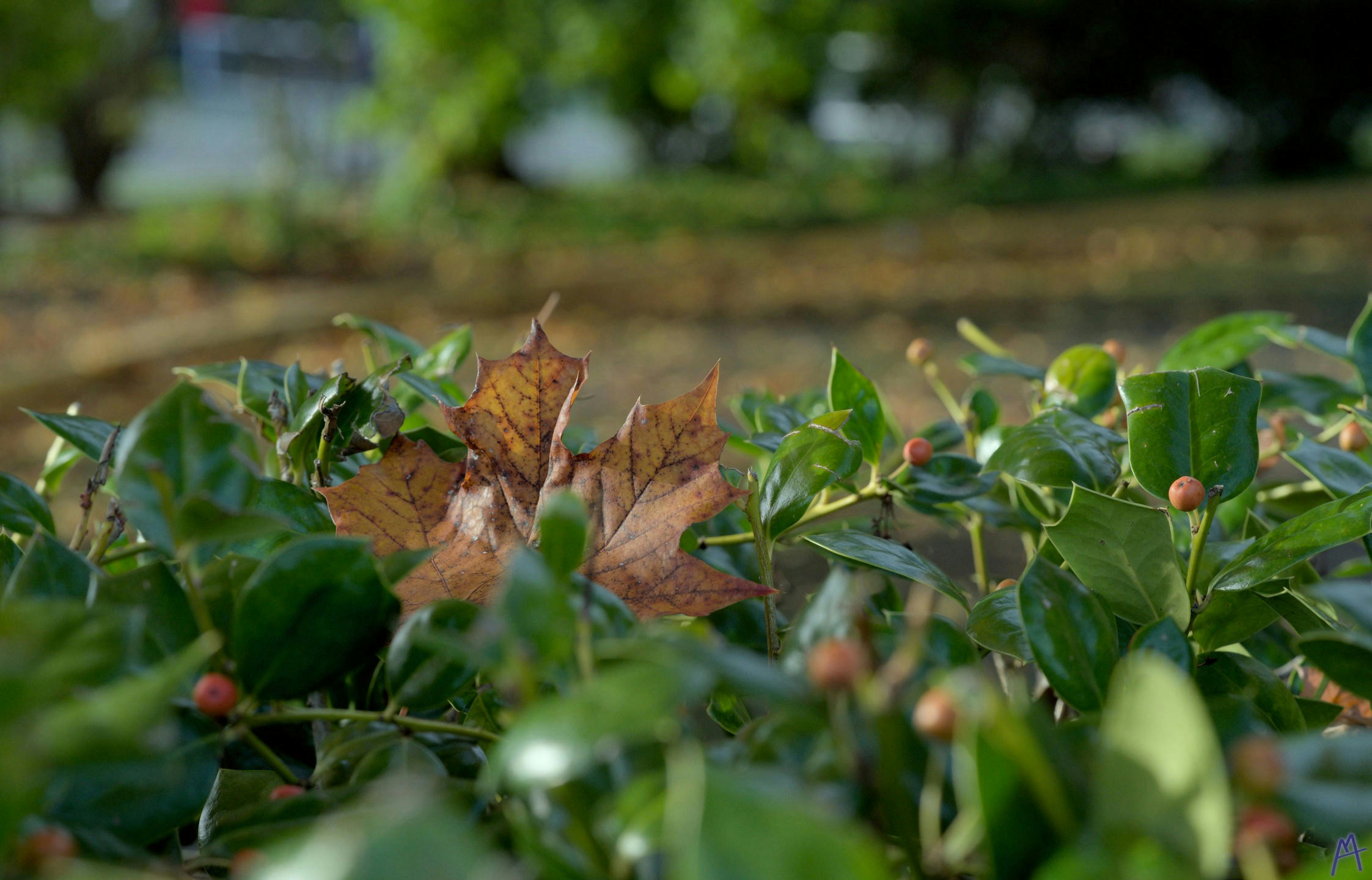 Brown leaf in a green bush near a path