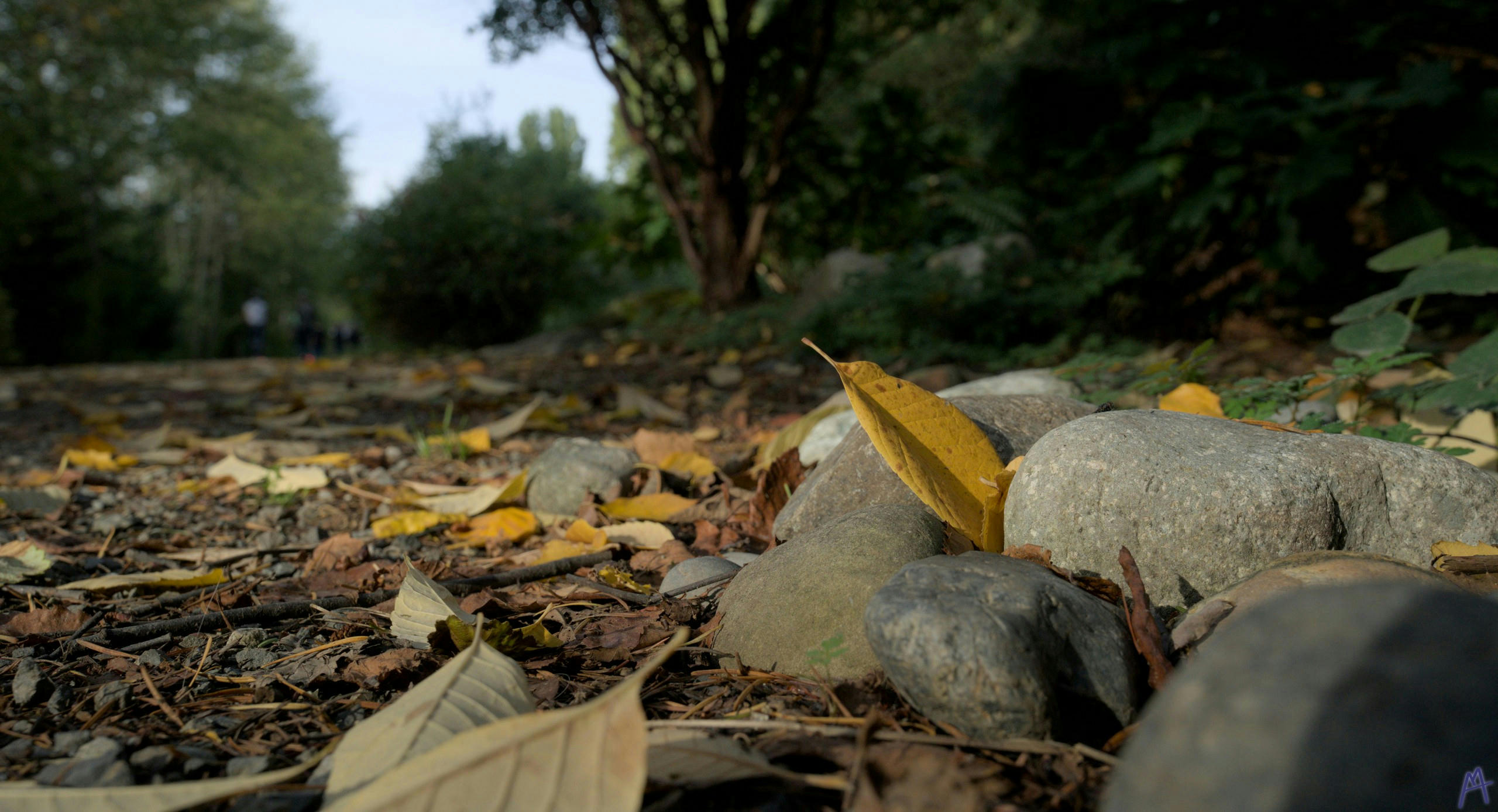 Yellow leaf near stone and a path