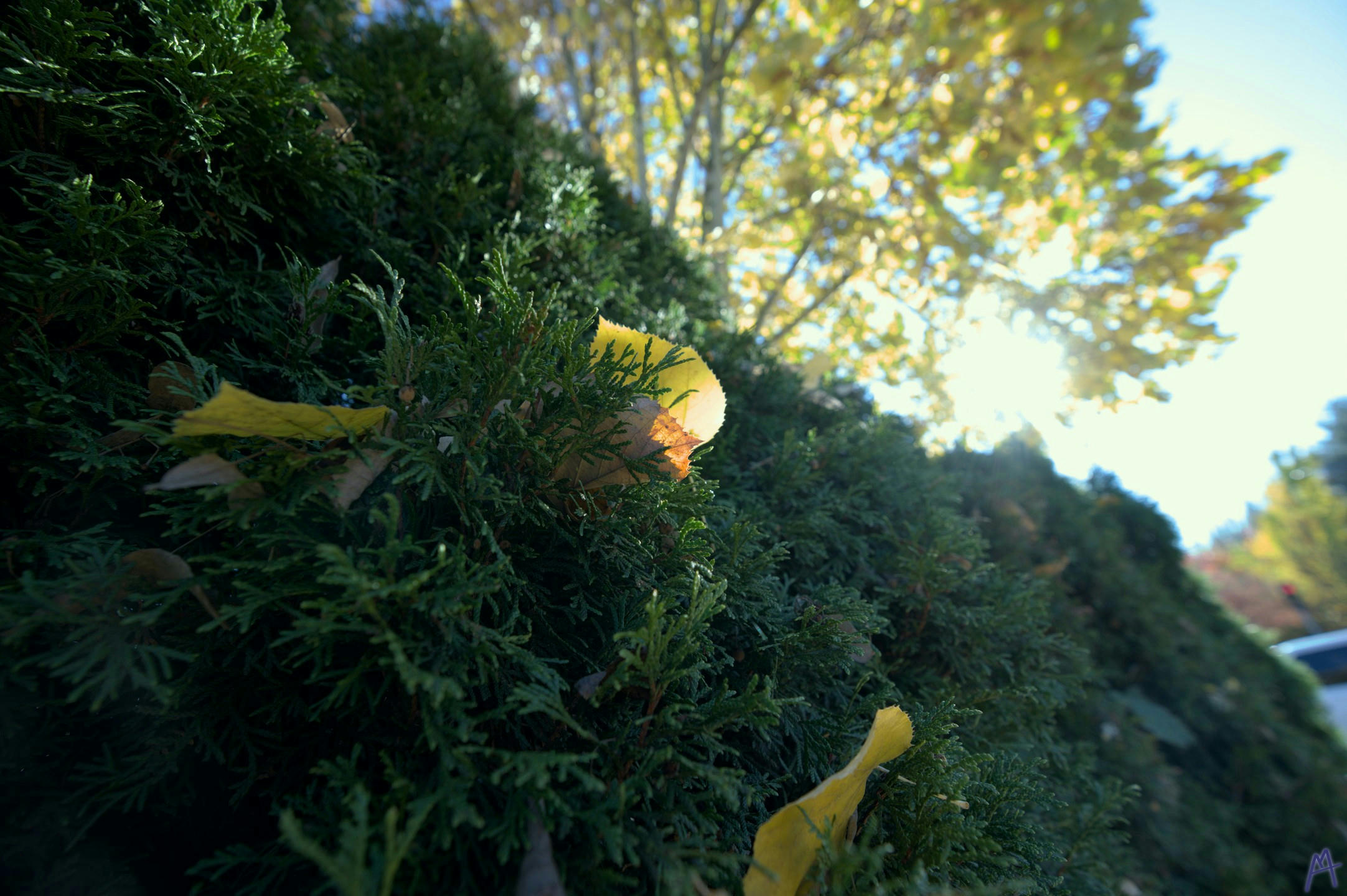 Yellow leaf in green bush with sun shining on it