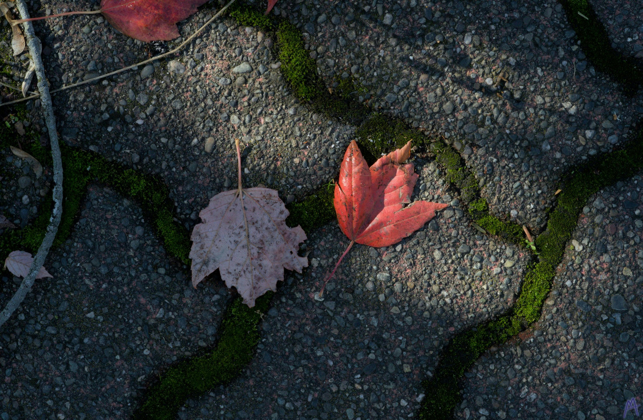 Red and pale red leaves on stones with green moss