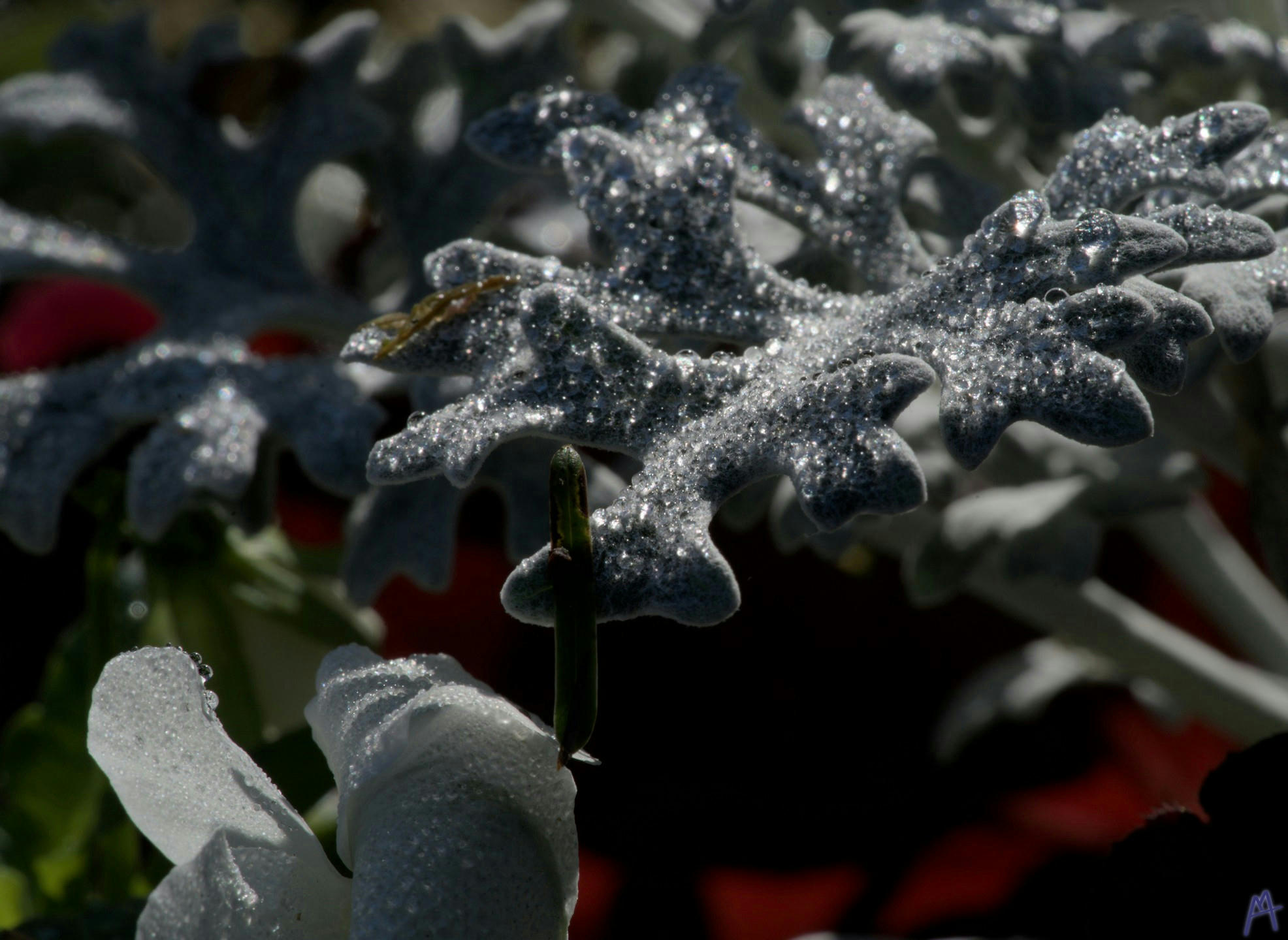 Water drops on white lettuce