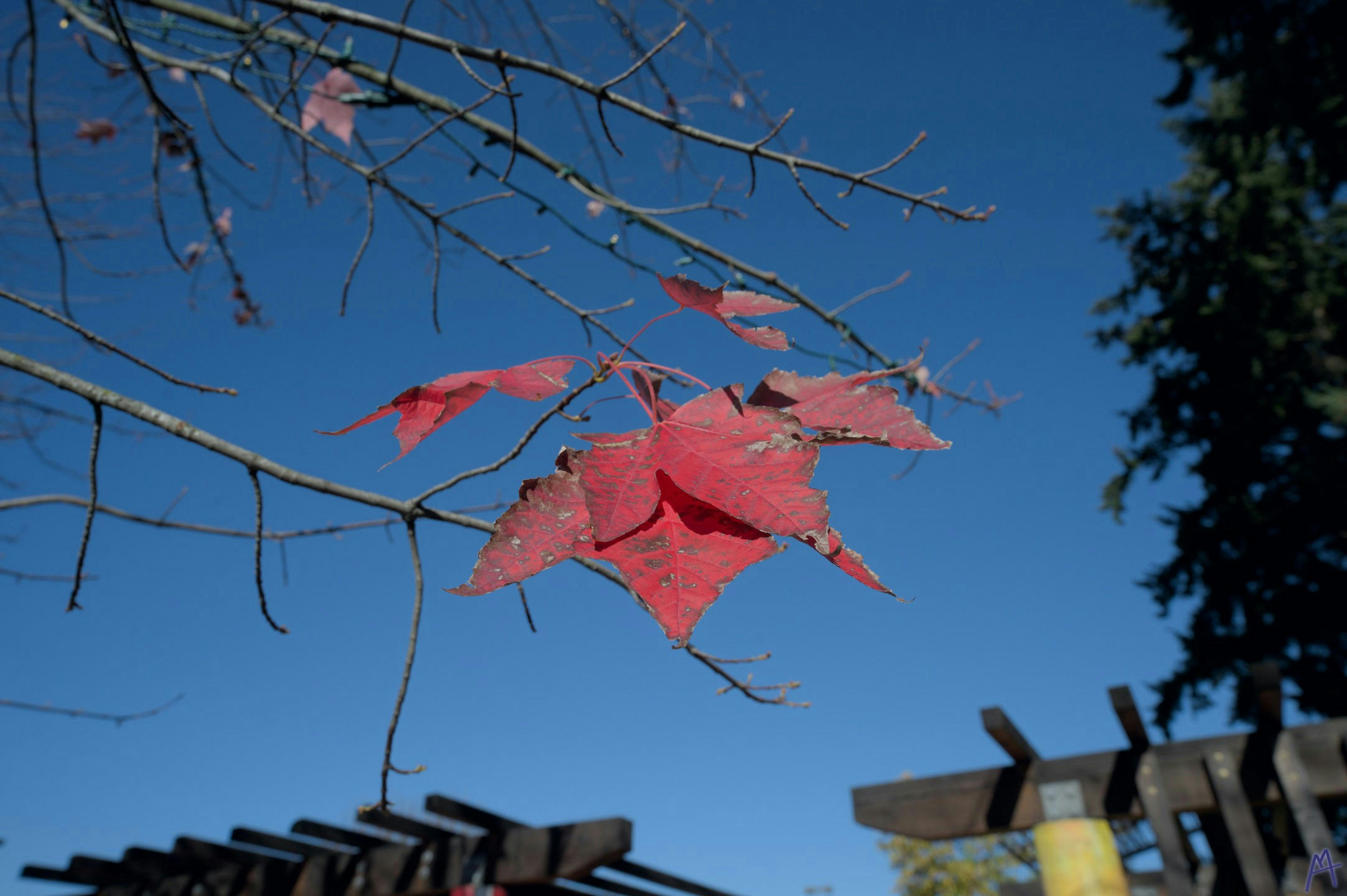 Red leaves against deep blue sky