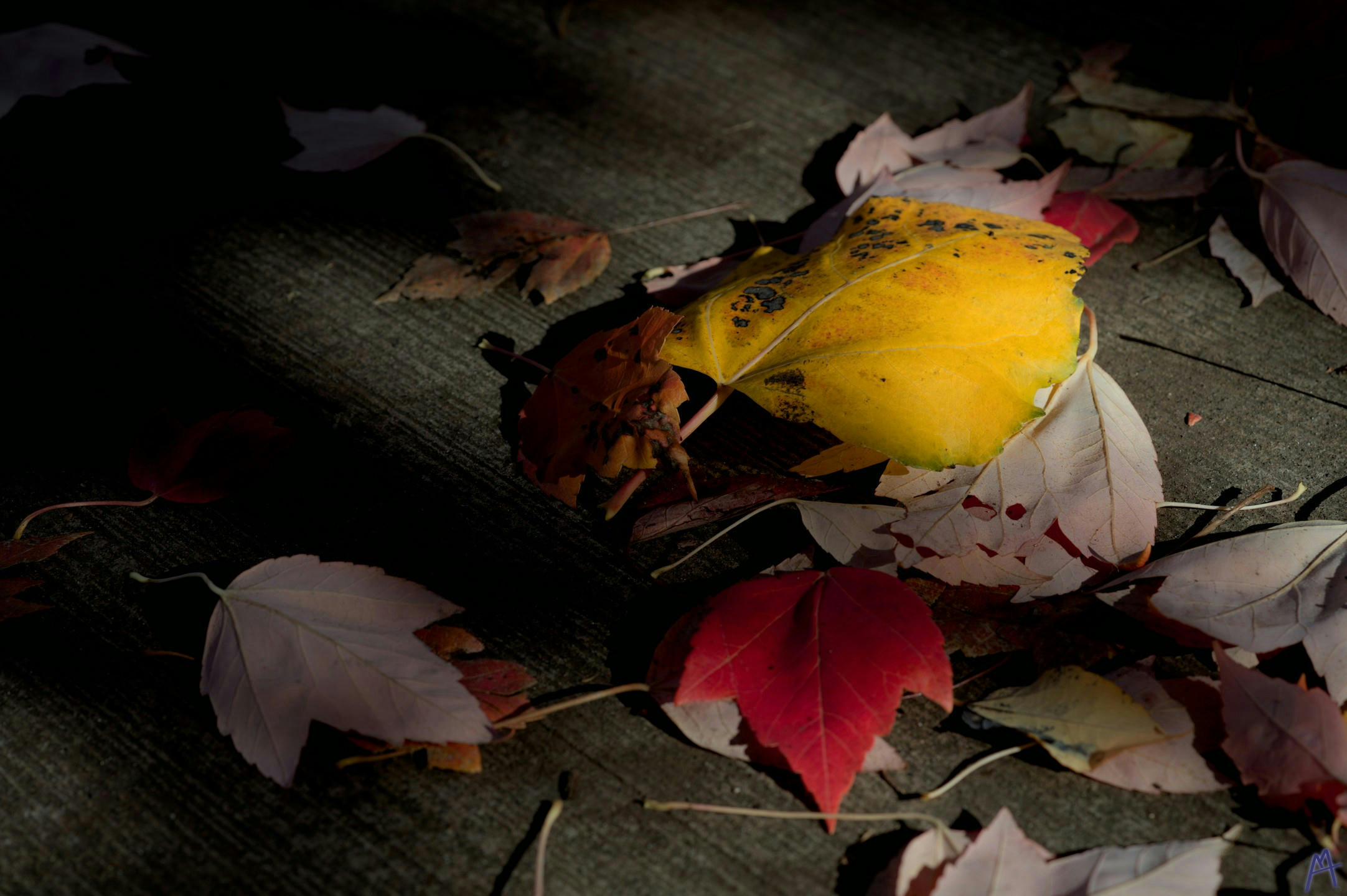 Yellow and red leaves ina pile on cement