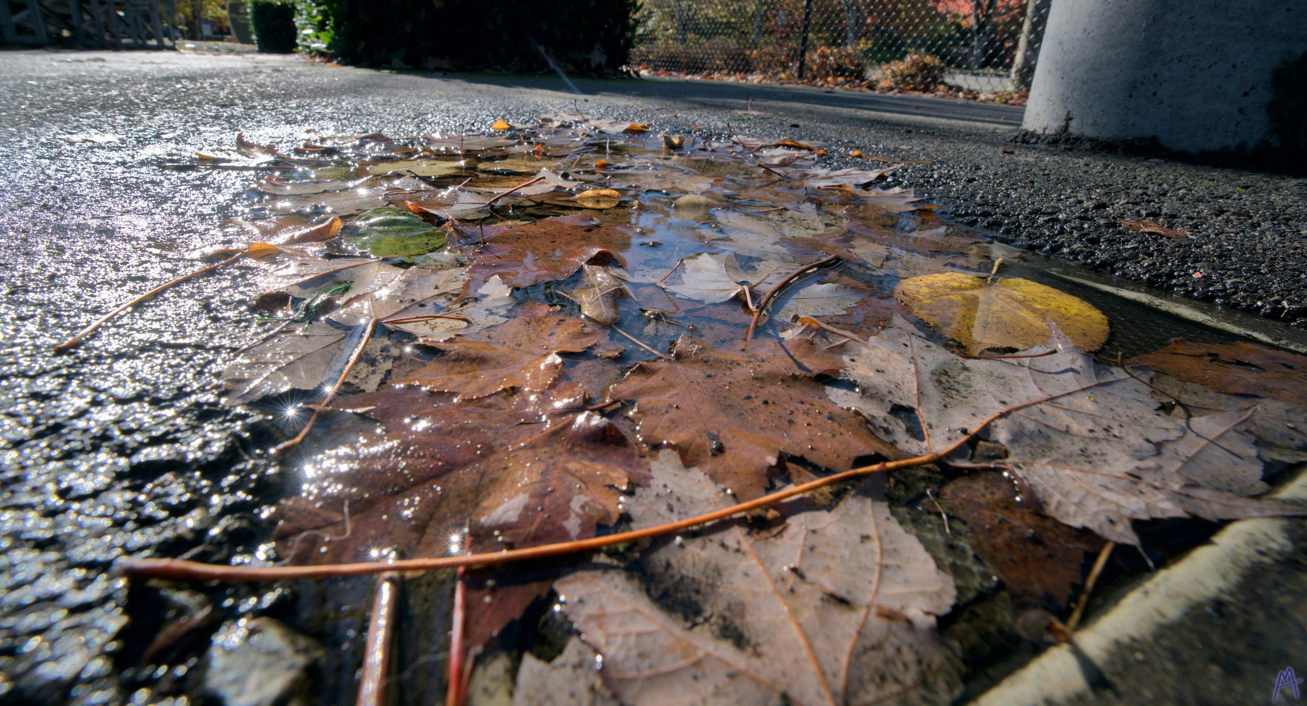 Dead leaves in a small puddle near a park