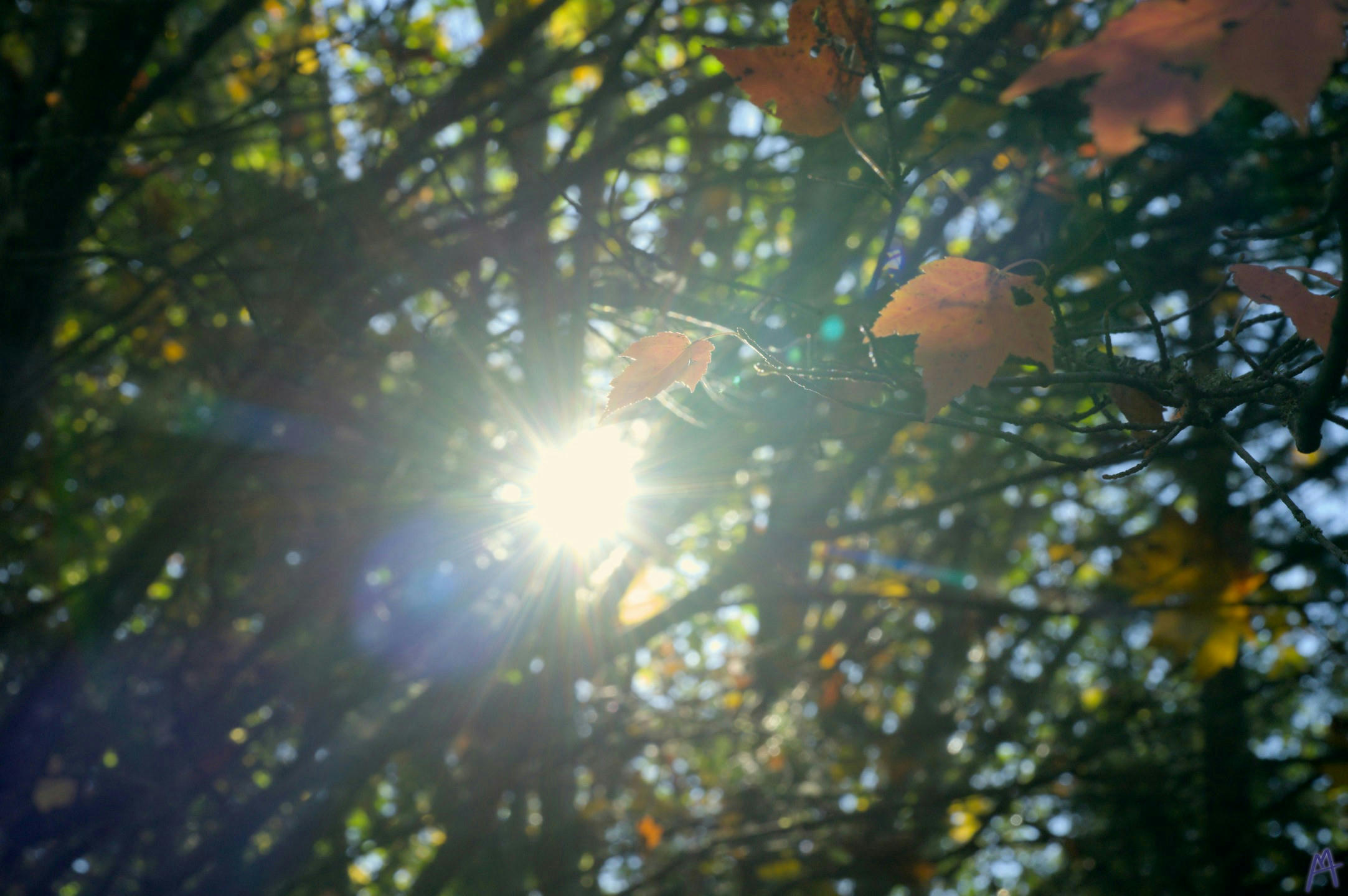 Sun light passing through trees onto brown leaves