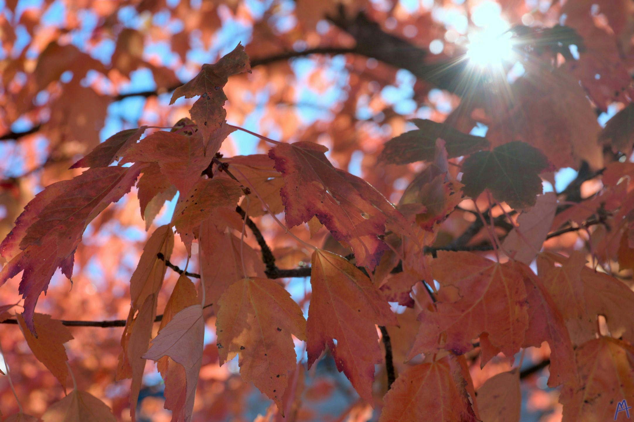 Orange leaves in a tree with sun light behind them