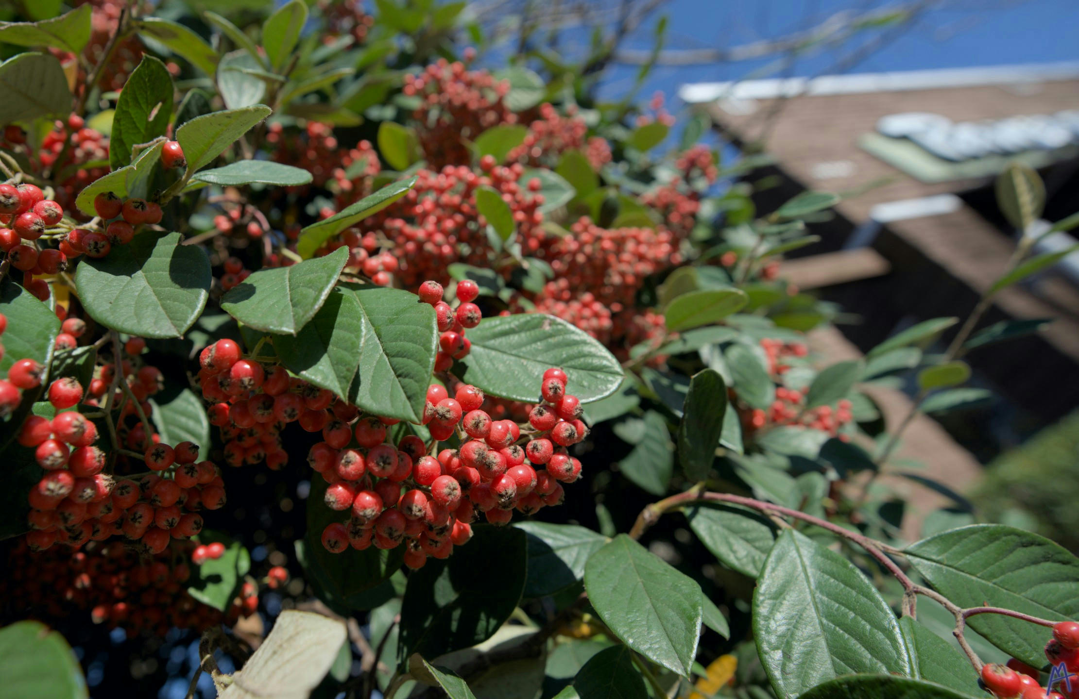 Red berries near a brick building