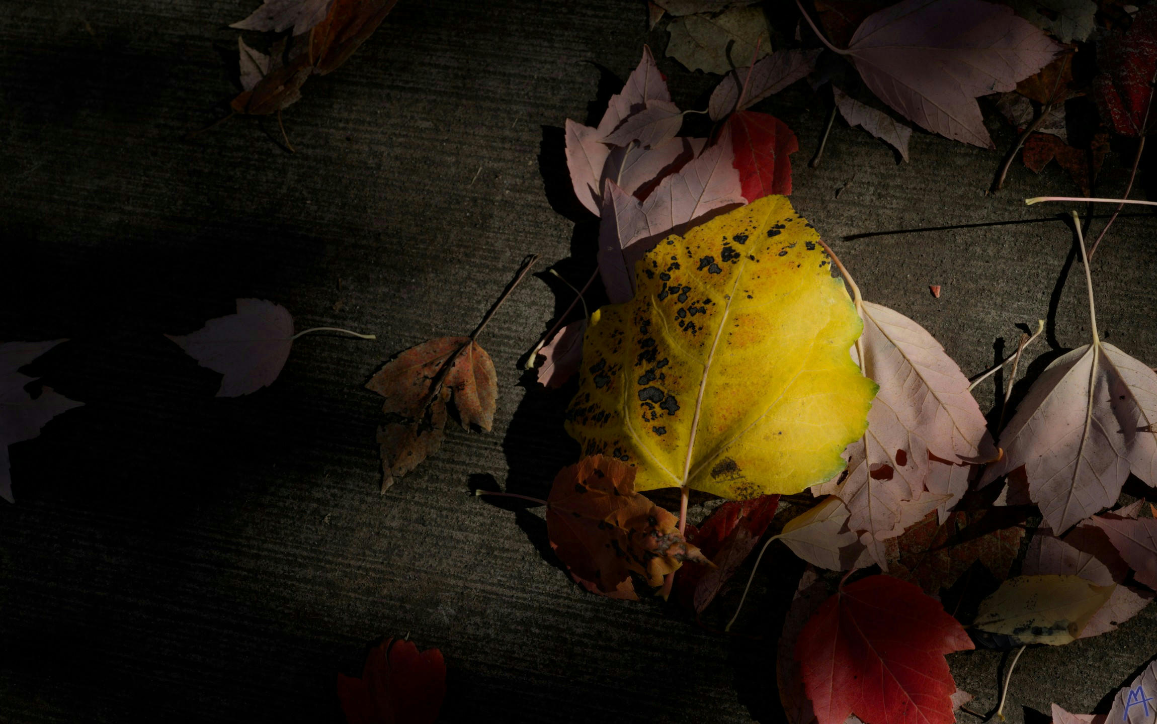 Yellow and red leaves in shaded sunlight