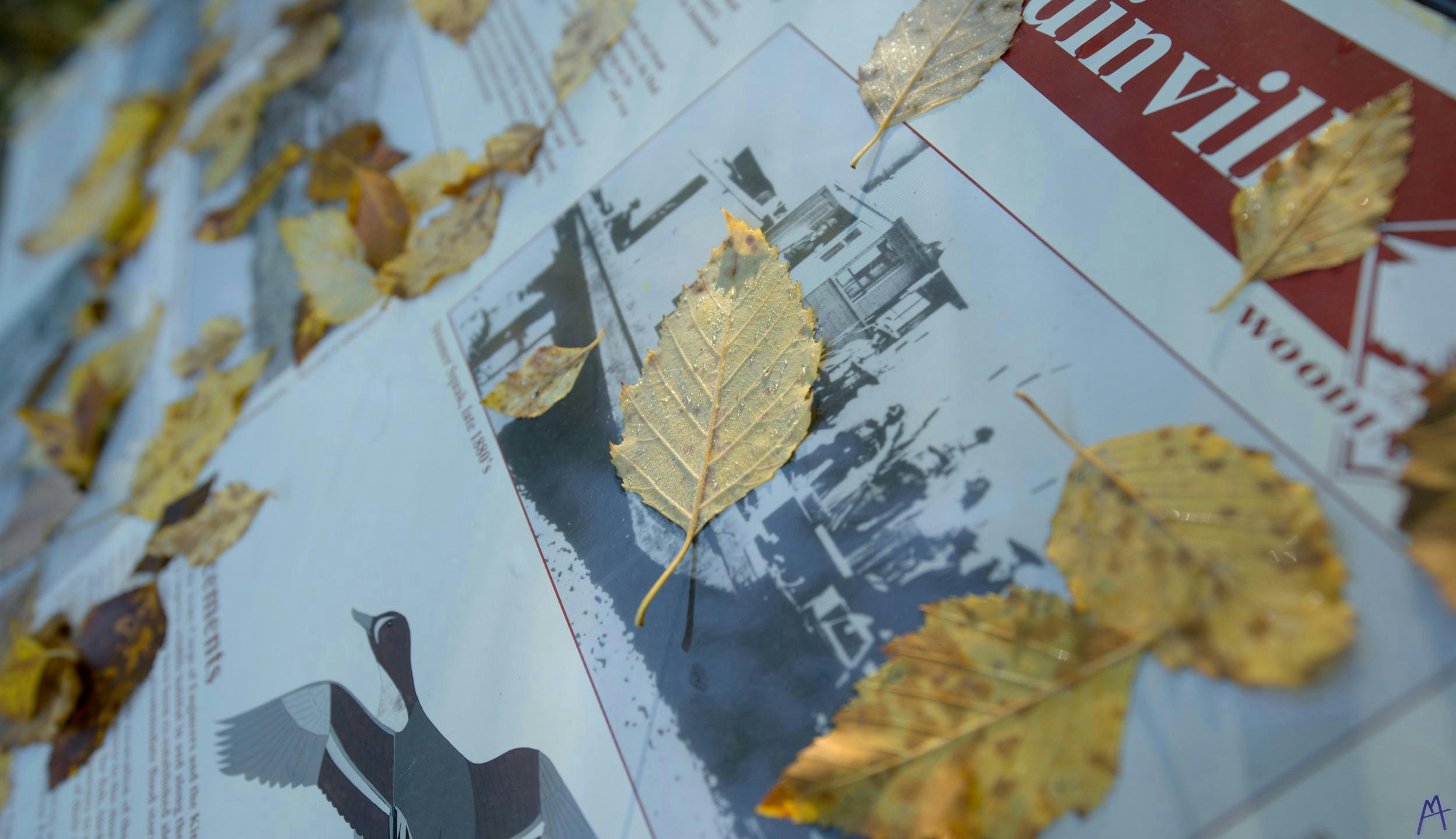 Yellow leaf with water drops on a sign