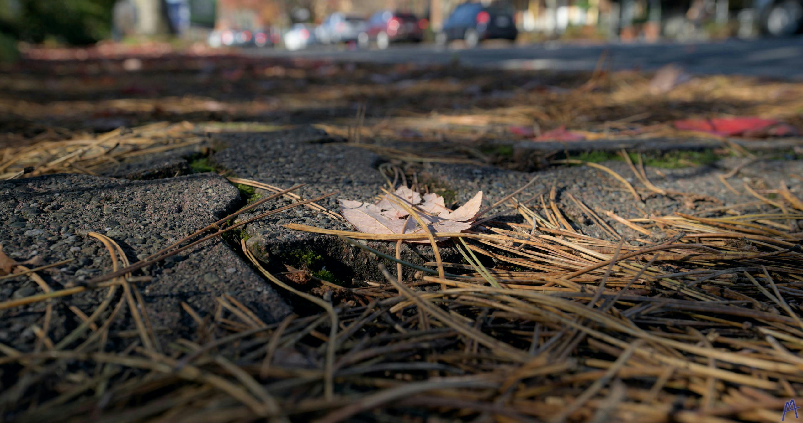 Dead leave new pine needles and a road