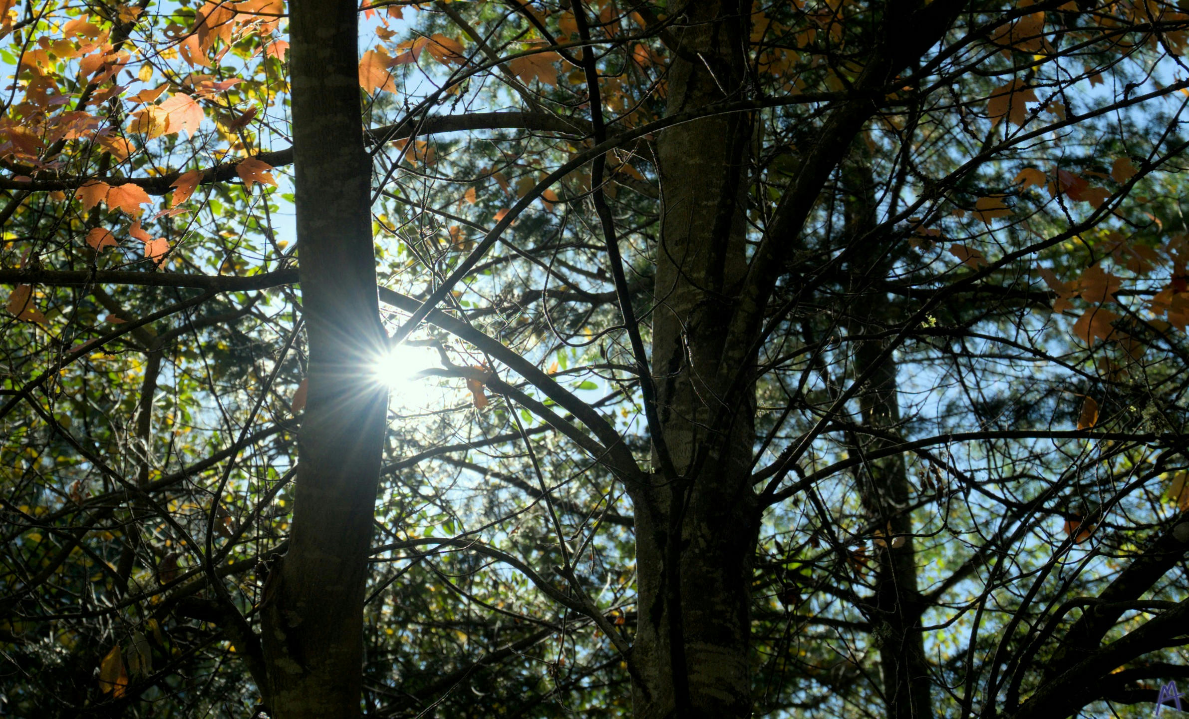 Sun light peaking through a set of trees