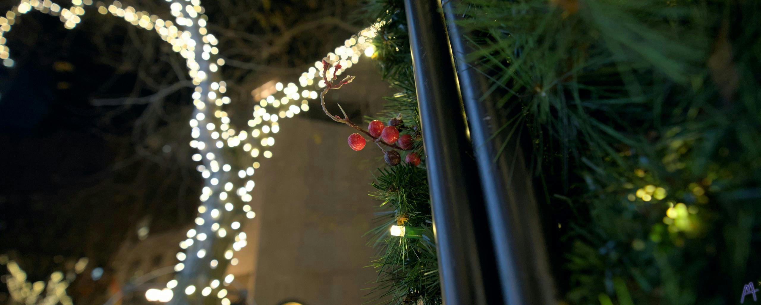 Red mistletoe near tree with Christmas lights