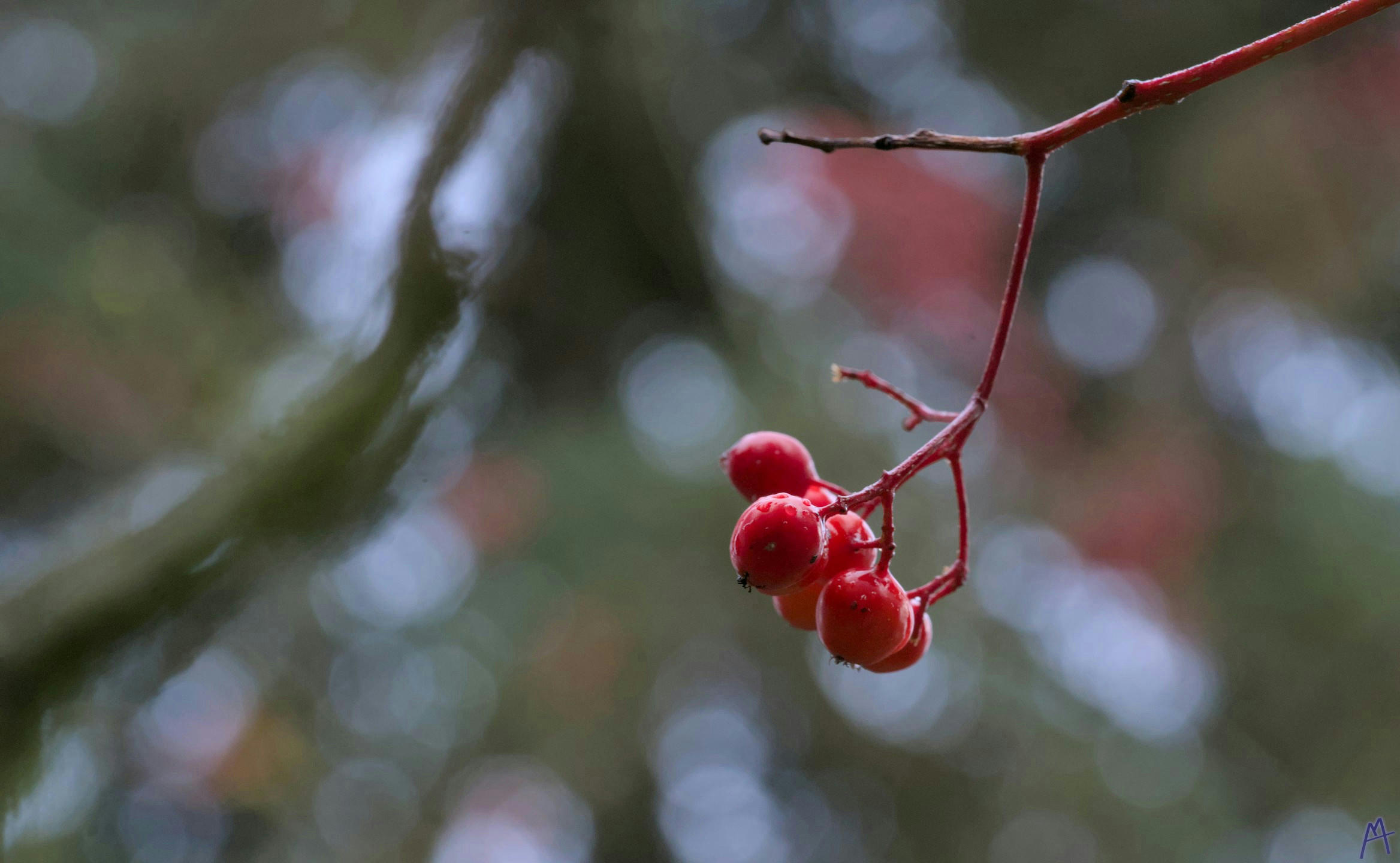 Red berries on a branch against a green background